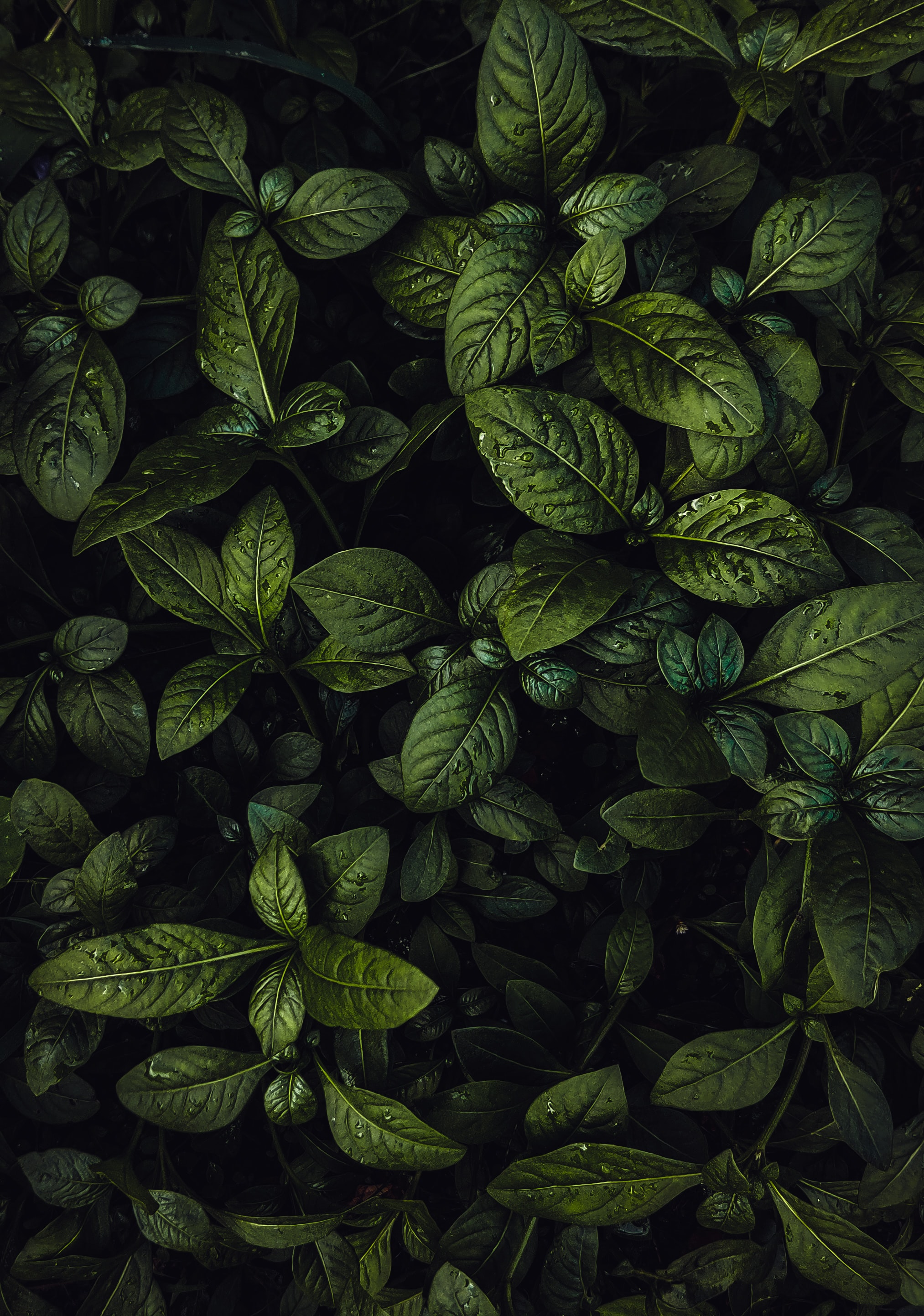 vertical wallpaper leaves, plant, water, drops, macro