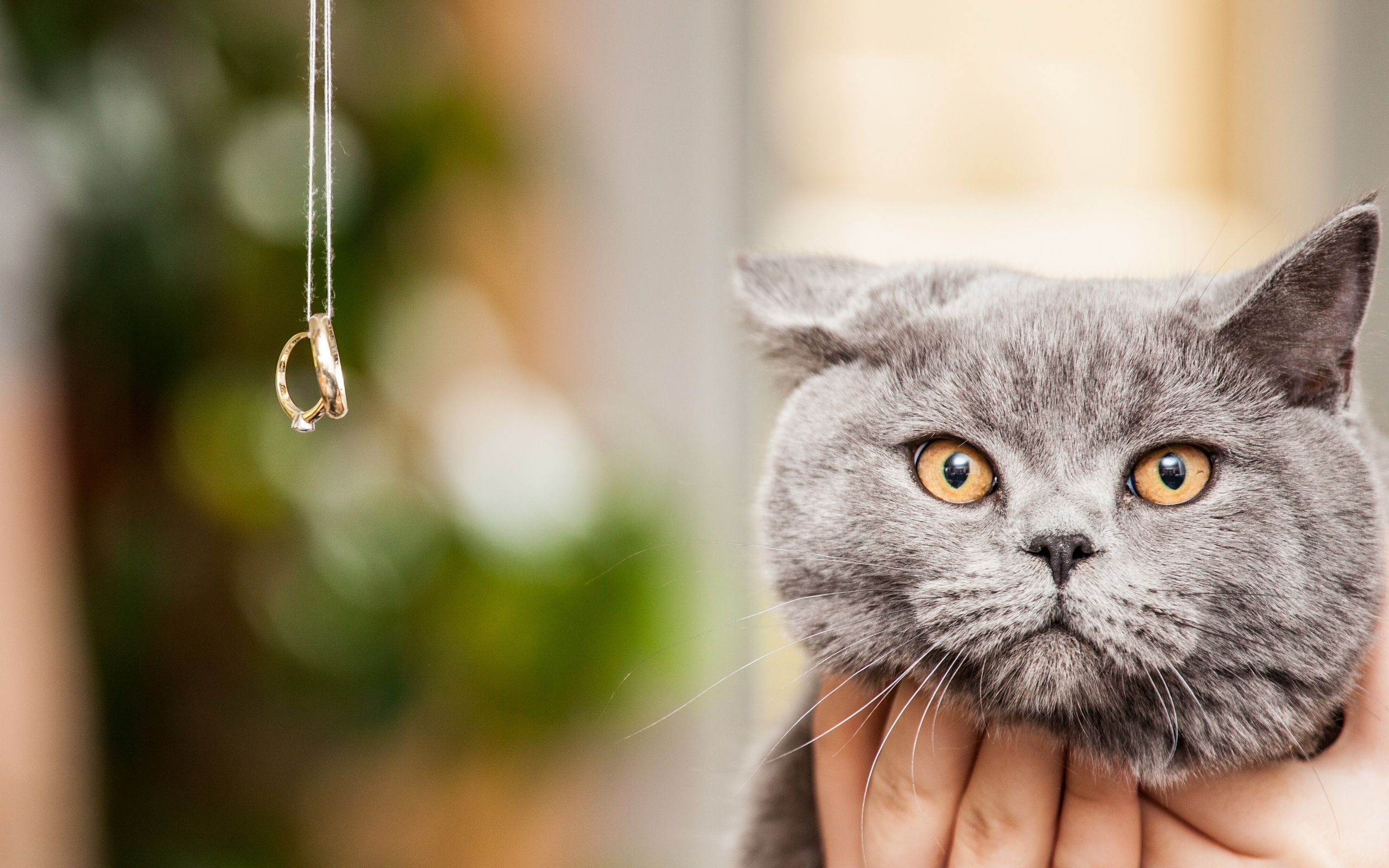 Baixe gratuitamente a imagem Animais, Gatos, Gato na área de trabalho do seu PC