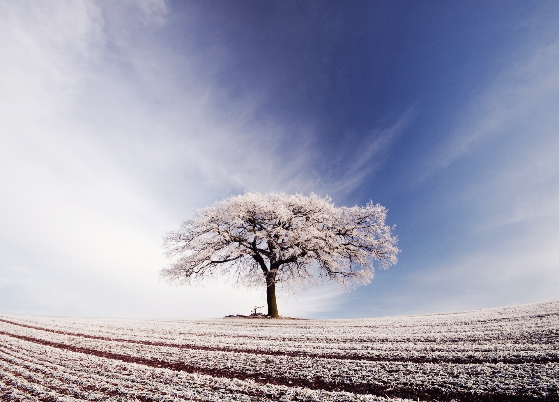 125803 скачать картинку дерево, природа, поле, иней, одинокое, заморозки - обои и заставки бесплатно