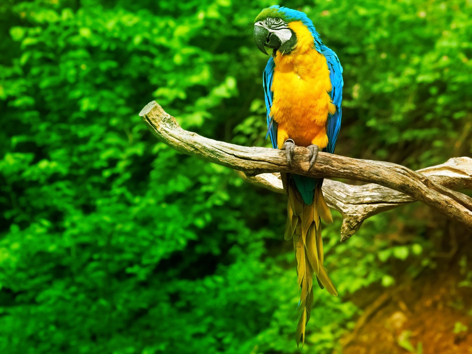 Descarga gratis la imagen Animales, Aves, Loro, Guacamayo Azul Y Amarillo en el escritorio de tu PC