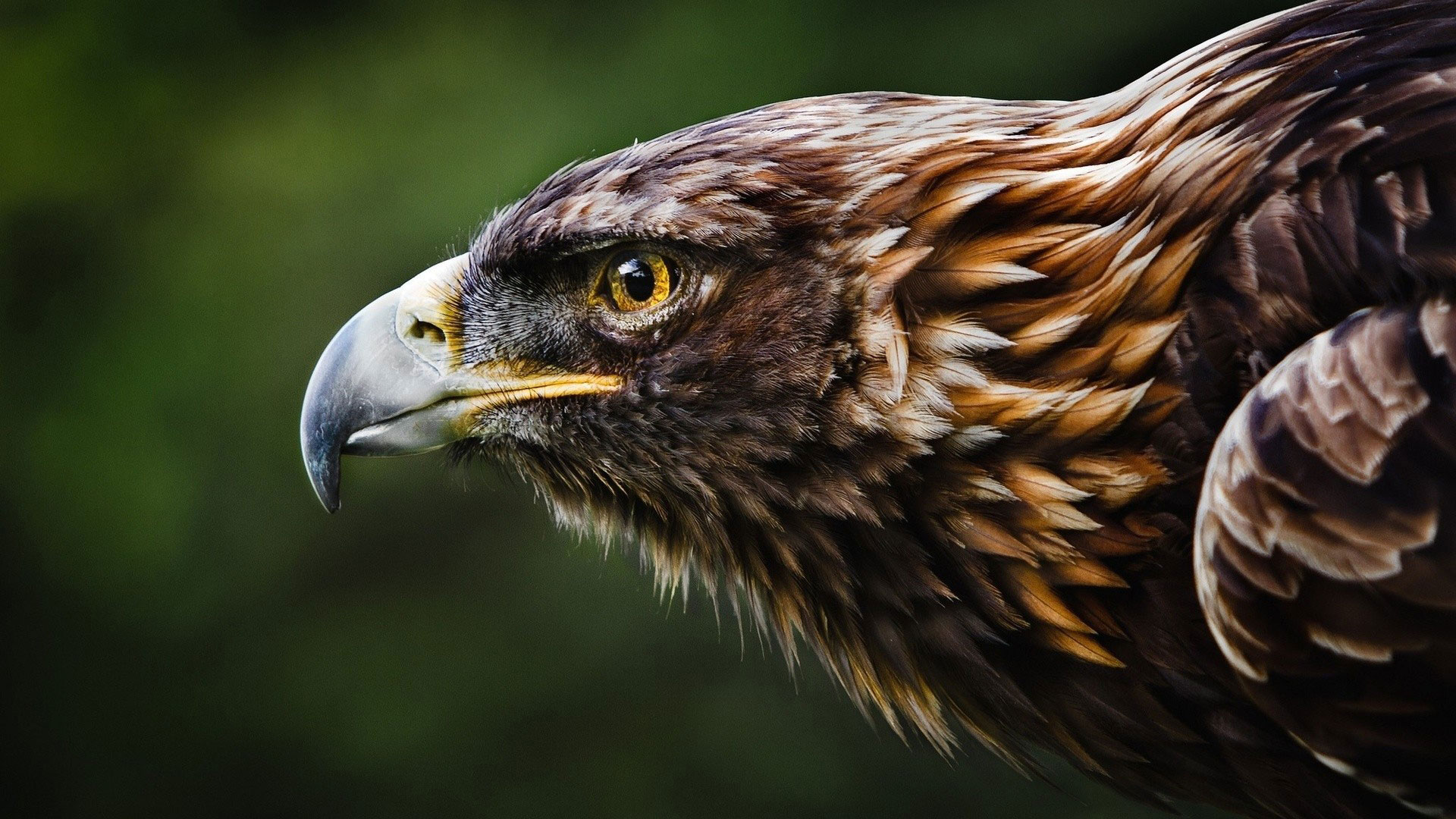 Téléchargez des papiers peints mobile Animaux, Aigle gratuitement.