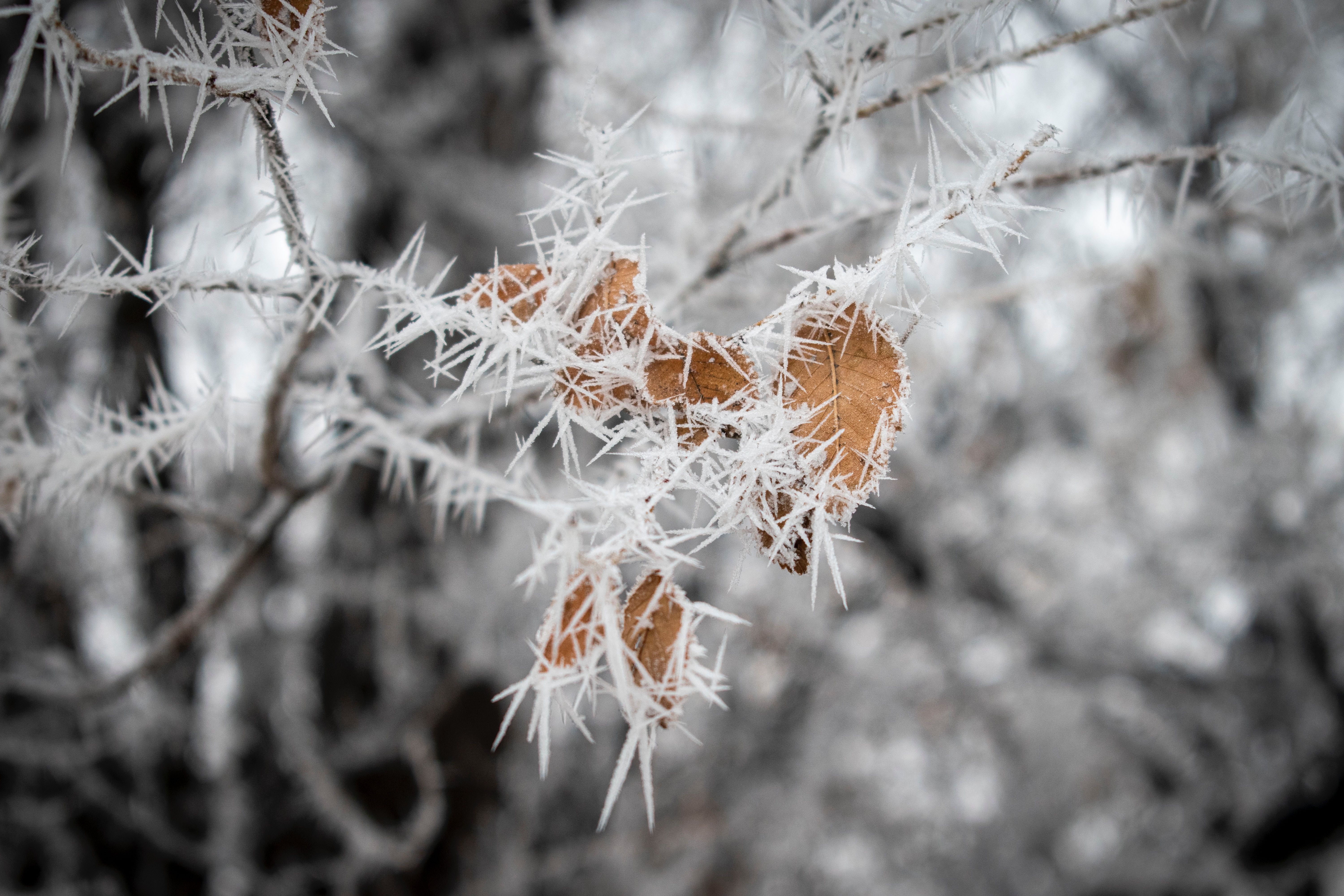 Download mobile wallpaper Frost, Macro, Branch, Ice, Leaves for free.