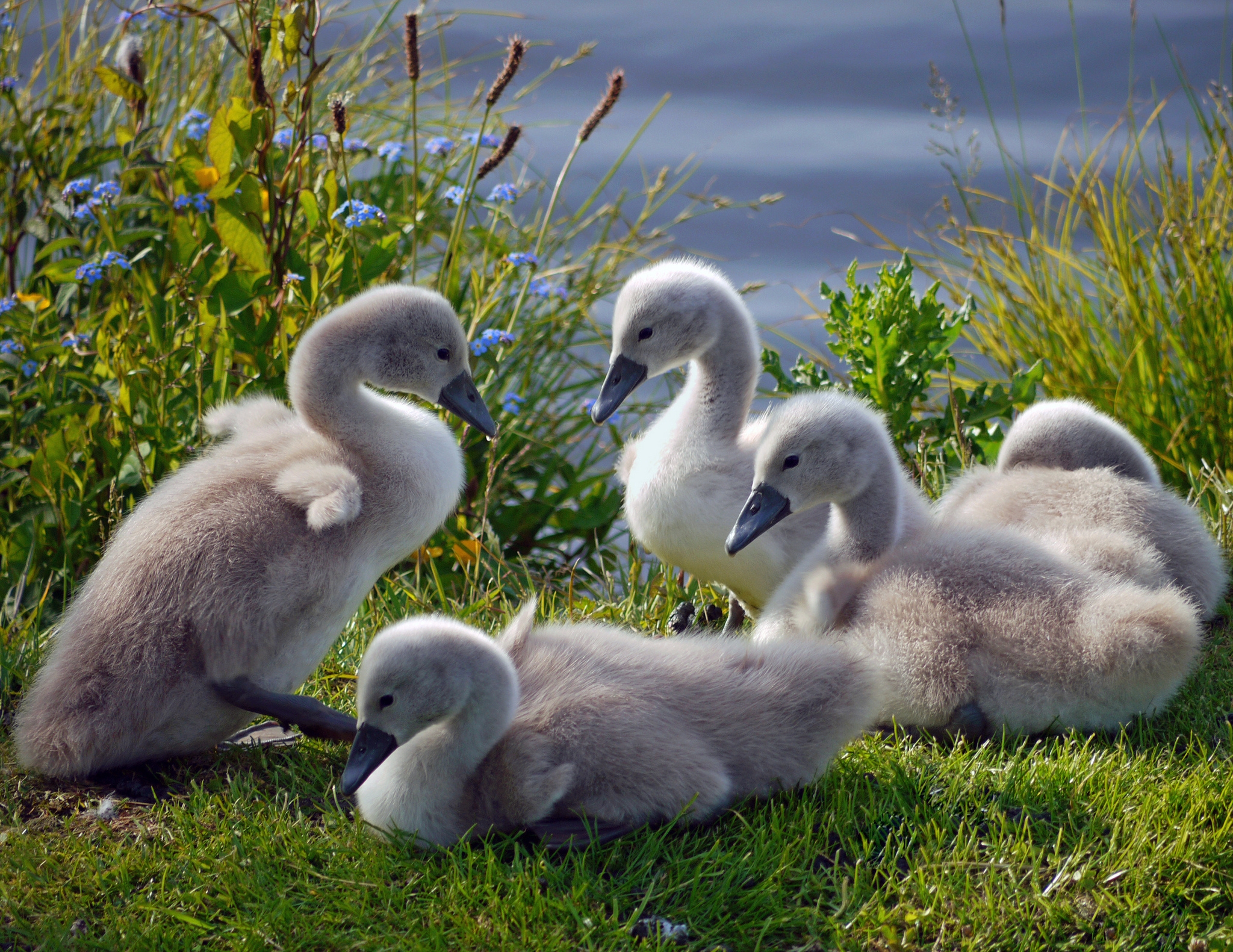 swans, animals, grass, family, flock, ducklings