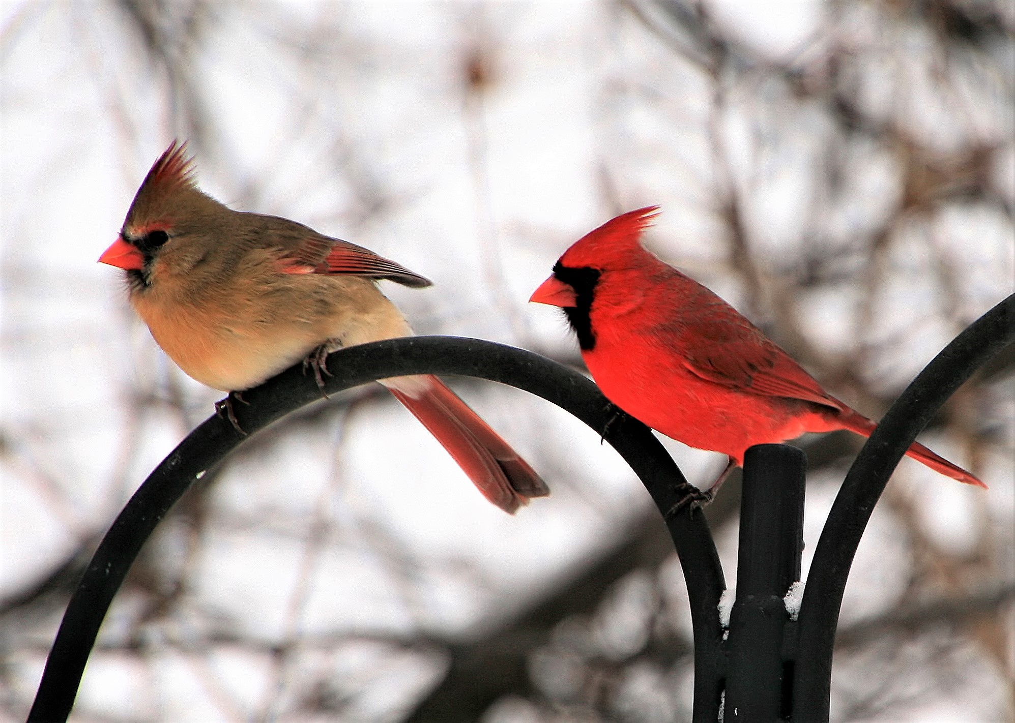 Free download wallpaper Birds, Animal, Cardinal, Northern Cardinal on your PC desktop