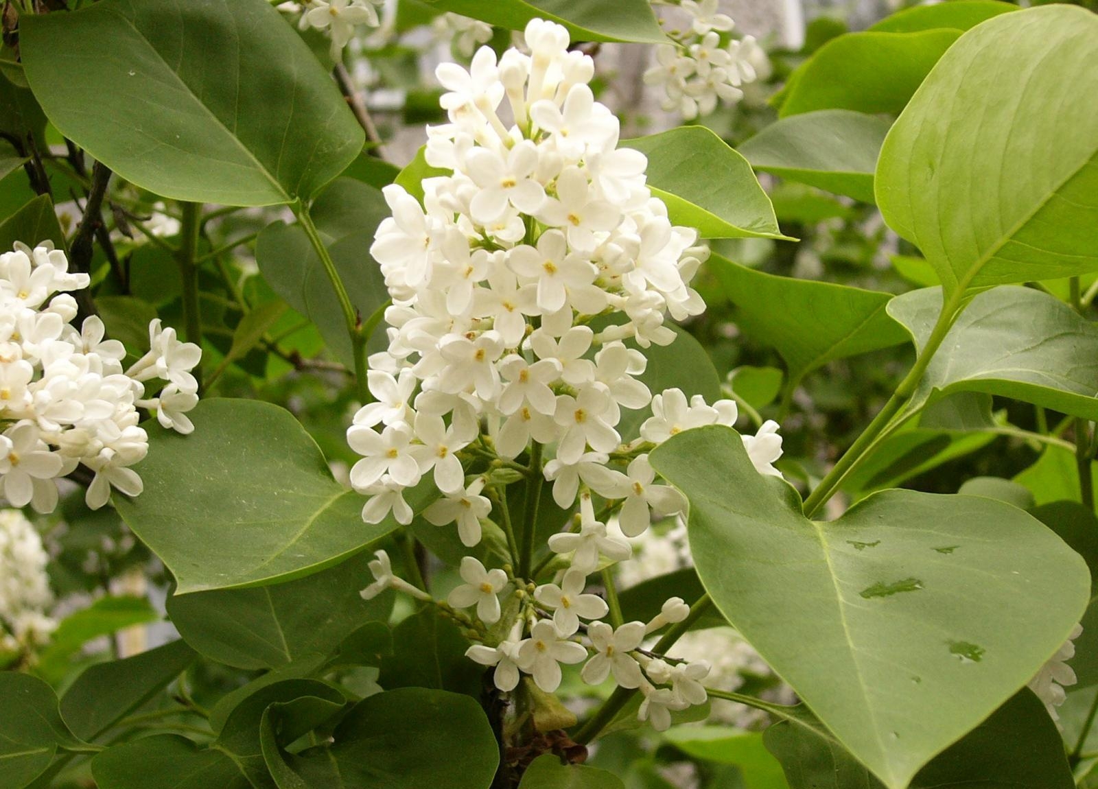 Laden Sie das Blätter, Lilac, Geäst, Zweige, Blühen, Blühenden, Blumen, Frühling-Bild kostenlos auf Ihren PC-Desktop herunter