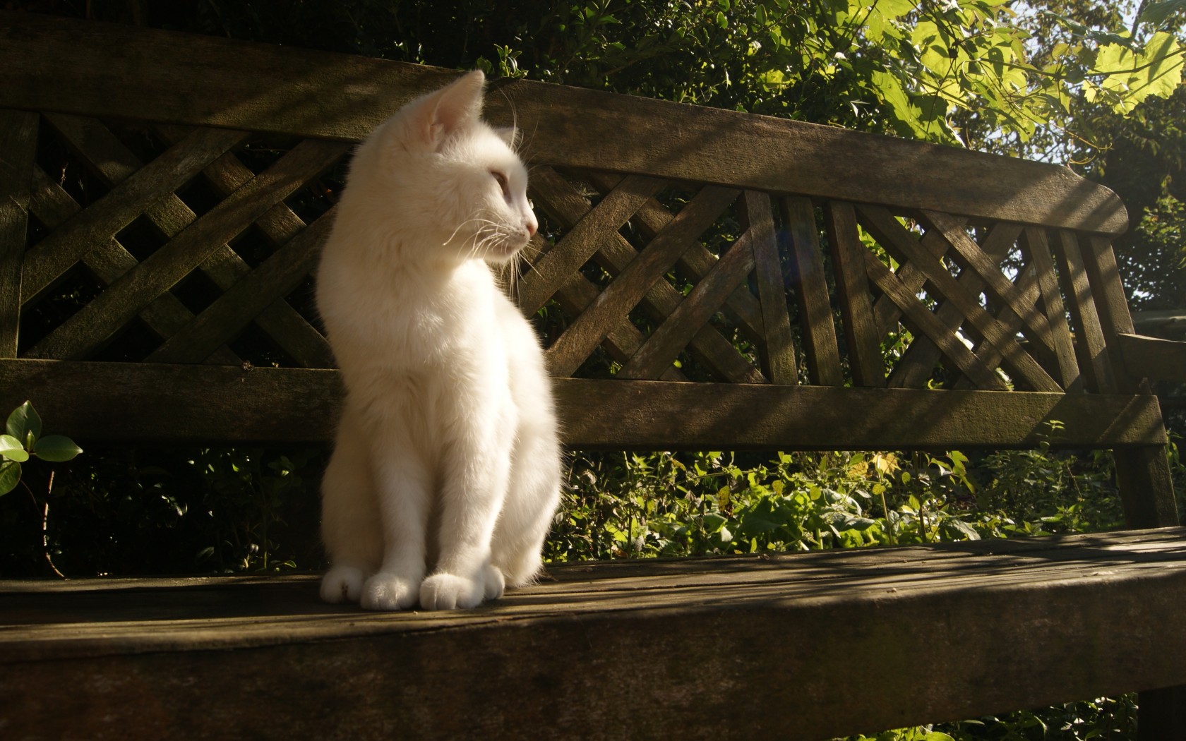 Baixe gratuitamente a imagem Animais, Gatos, Gato na área de trabalho do seu PC