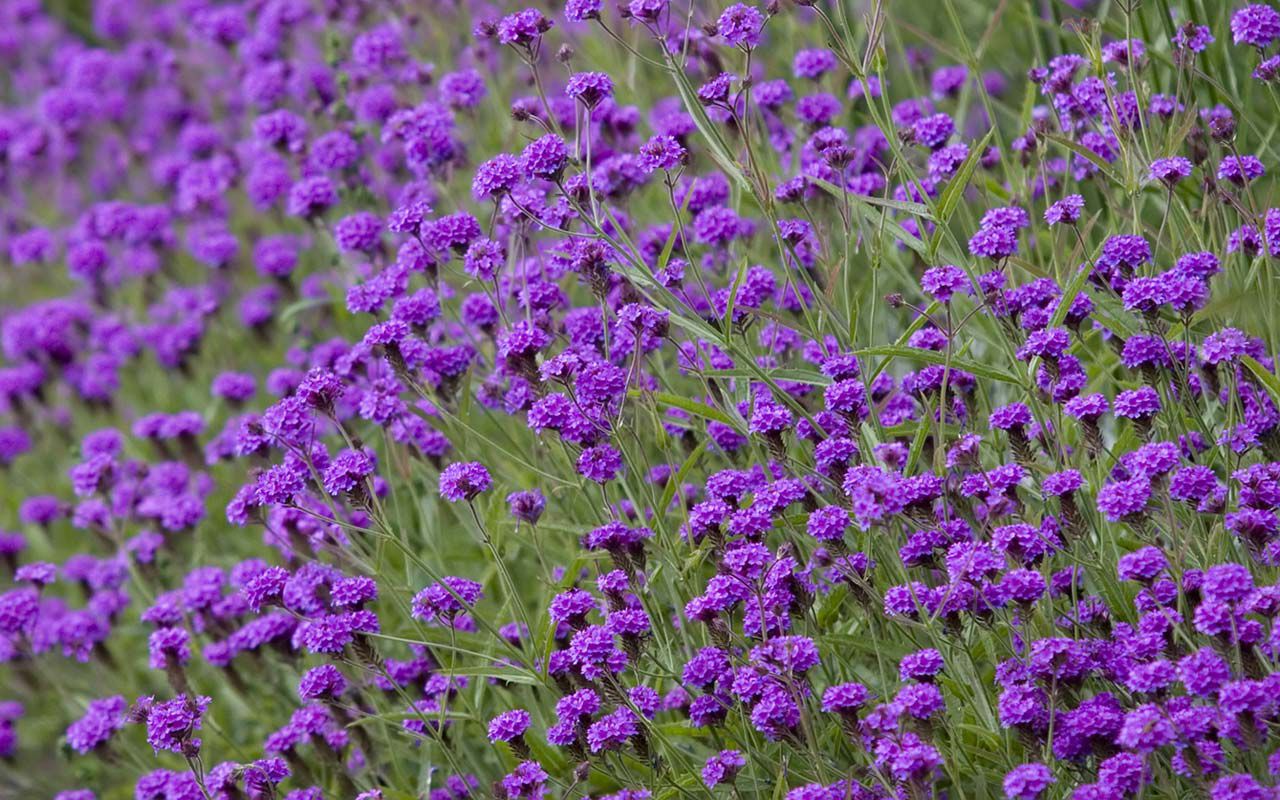 Baixar papel de parede para celular de Flor, Terra/natureza gratuito.