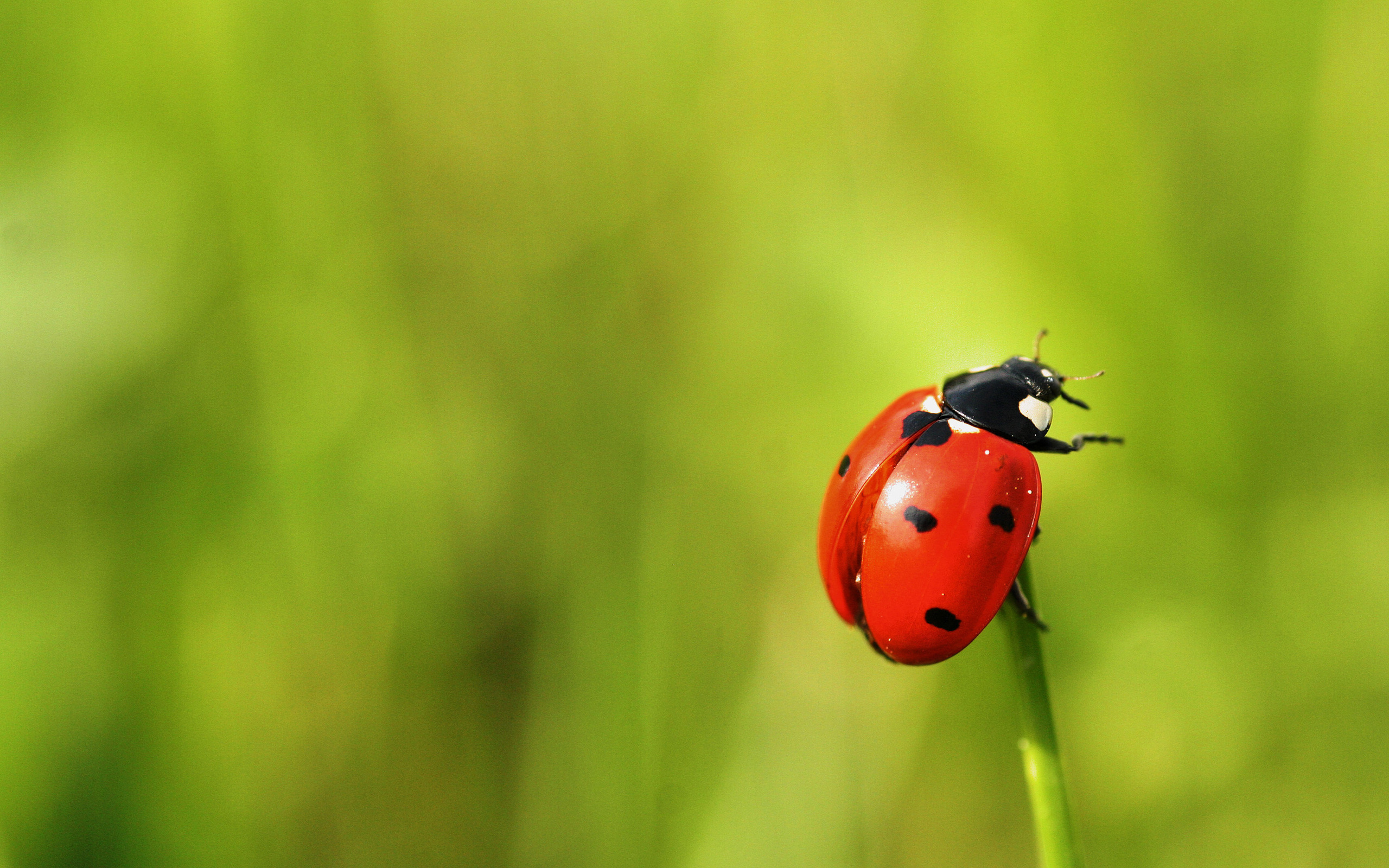 Download mobile wallpaper Animal, Ladybug for free.