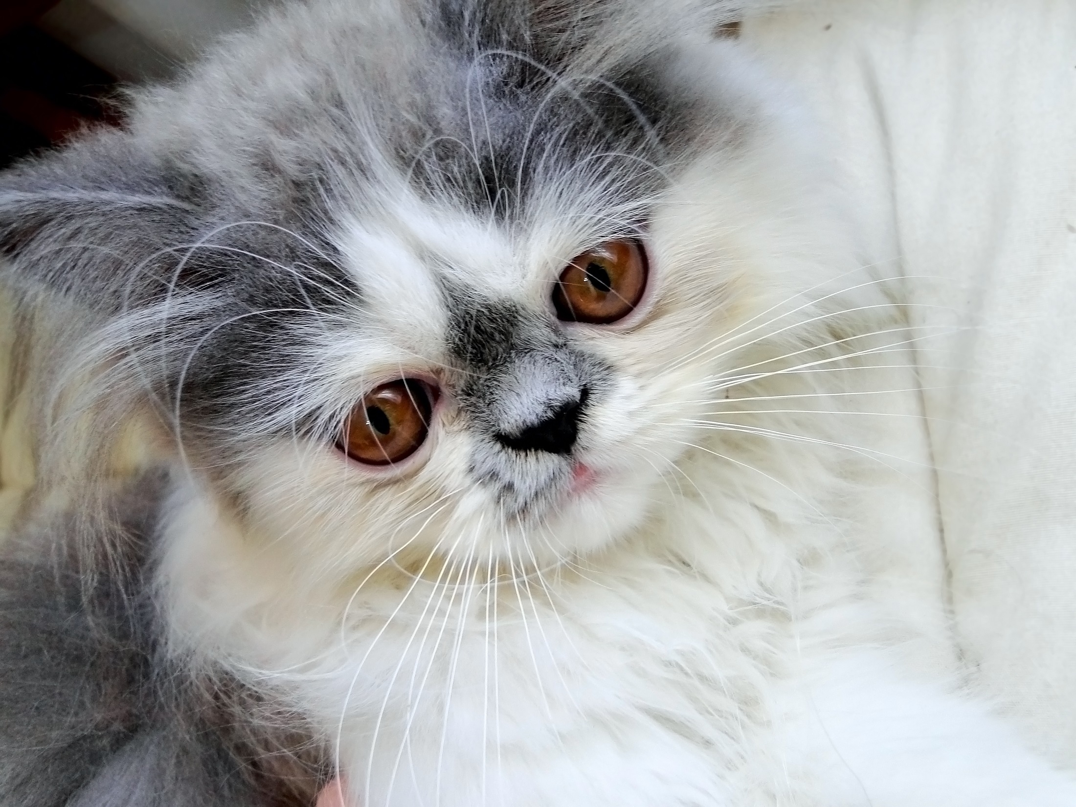 persian cat, animals, fluffy, muzzle, nice, sweetheart cellphone