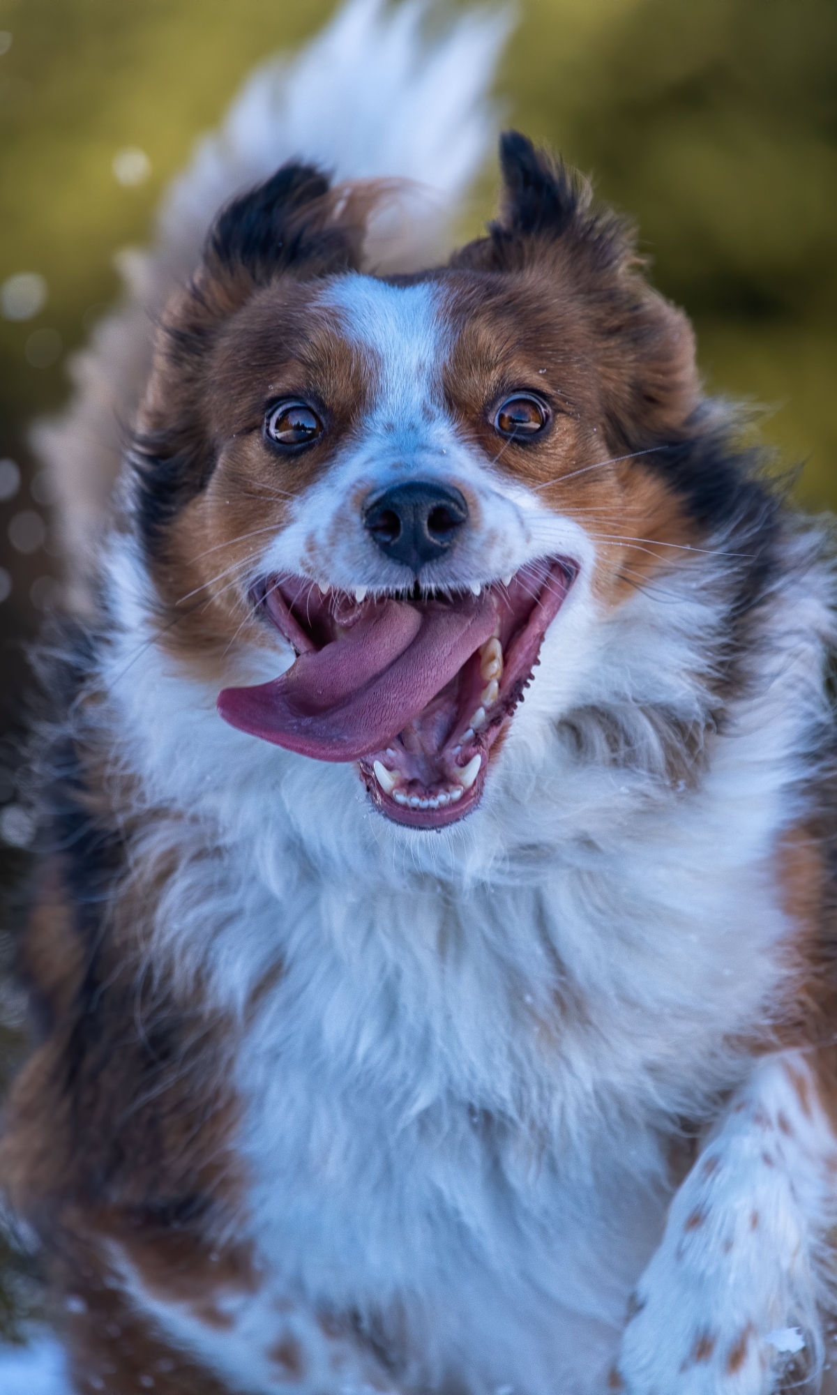 Baixar papel de parede para celular de Animais, Cães, Cão gratuito.