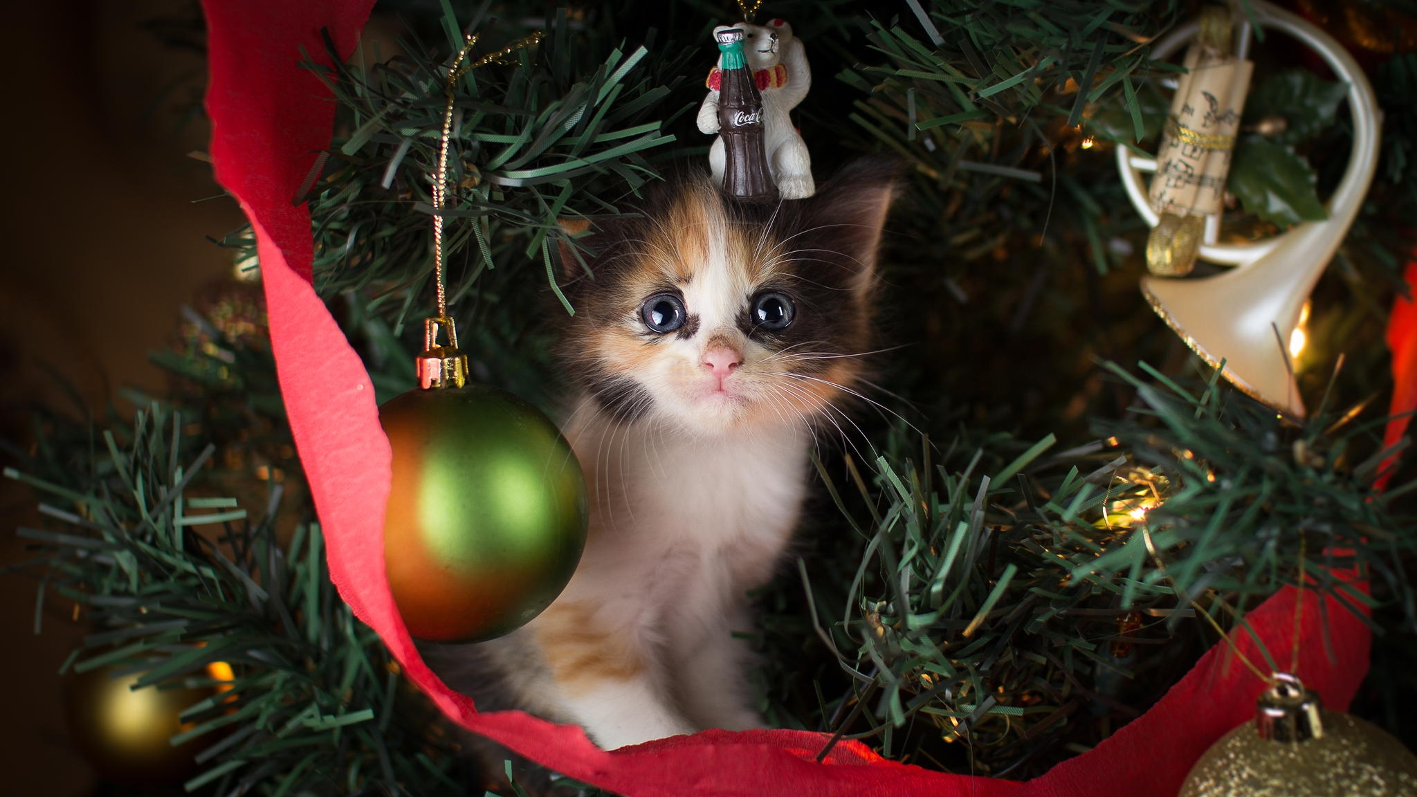 Download mobile wallpaper Cats, Cat, Kitten, Animal, Christmas Ornaments, Baby Animal for free.