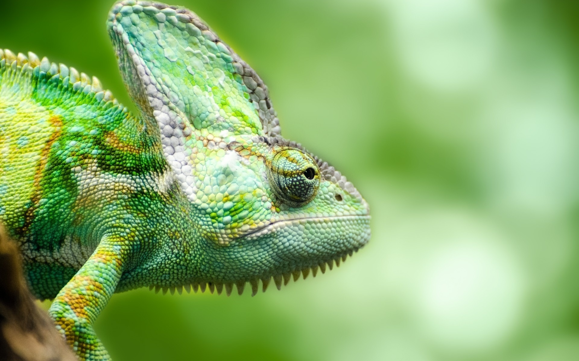 Descarga gratis la imagen Animales, De Cerca, Lagarto, Reptil, Camaleón, Reptiles, Difuminado en el escritorio de tu PC
