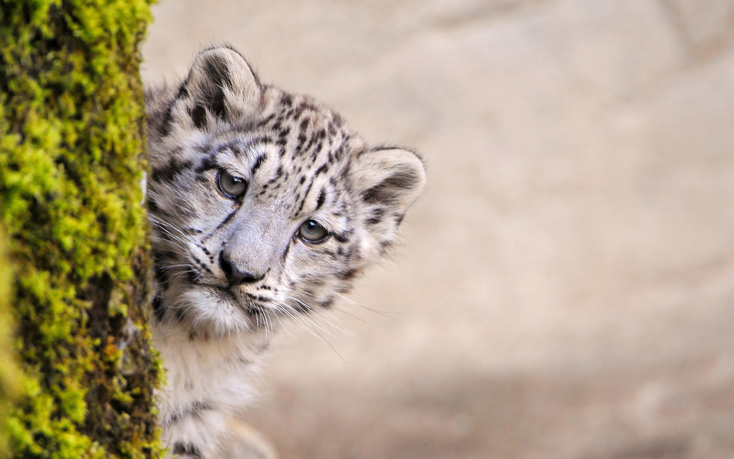 Скачати мобільні шпалери Тварина, Коти, Сніговий Леопард безкоштовно.