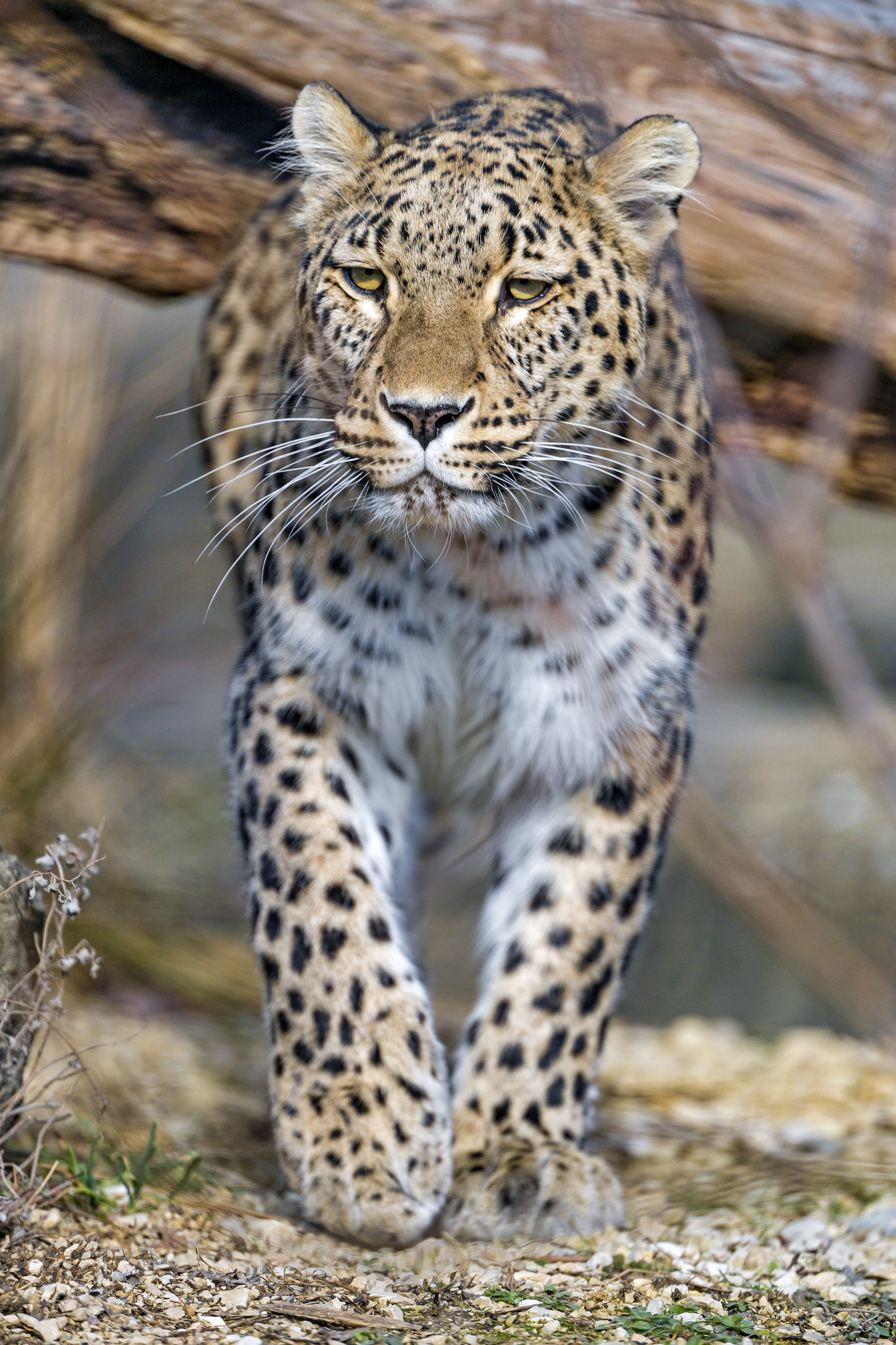 147940 descargar fondo de pantalla leopardo, animales, depredador, gato grande, animal: protectores de pantalla e imágenes gratis
