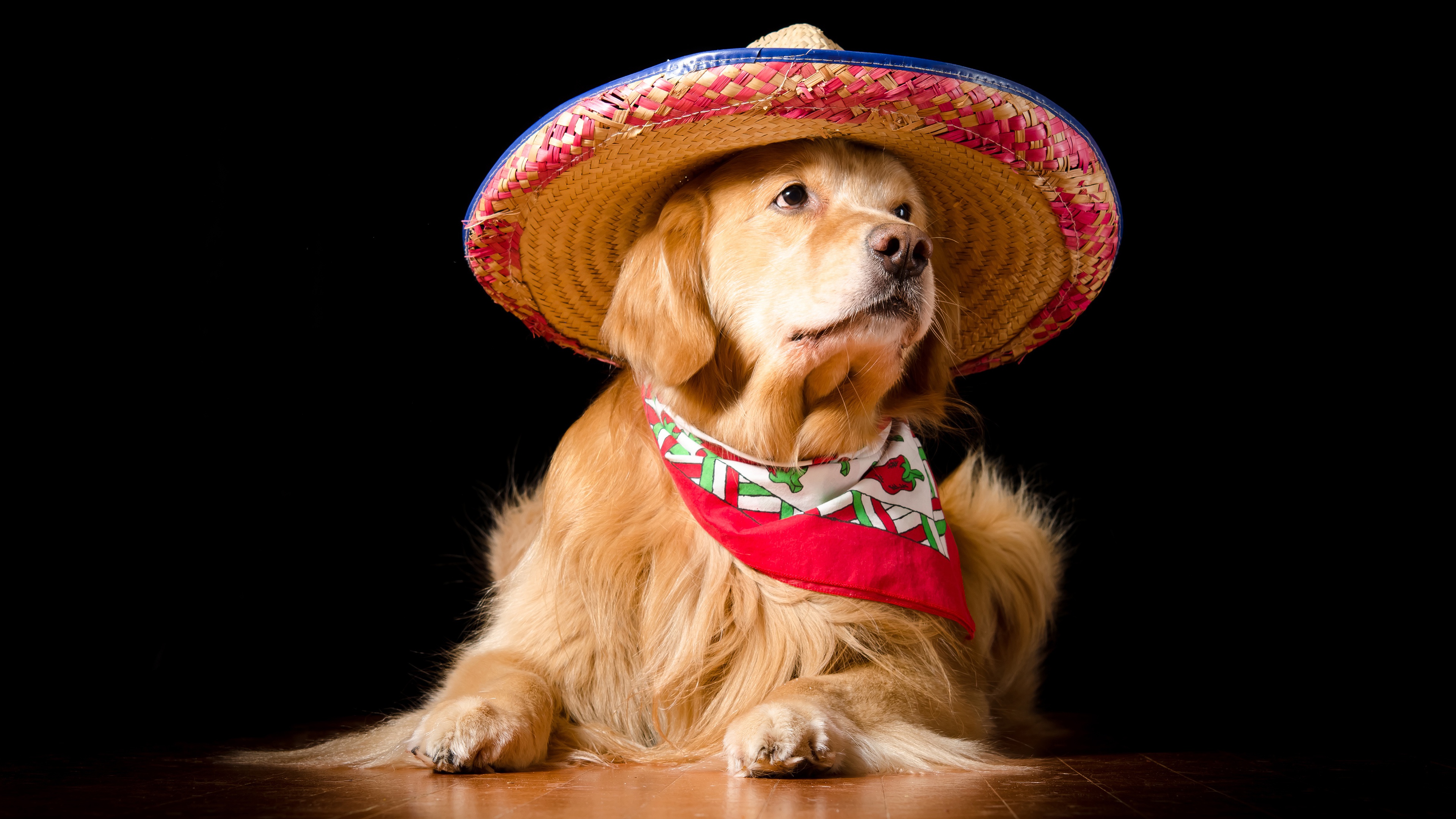 Download mobile wallpaper Dogs, Dog, Animal, Golden Retriever, Hat for free.