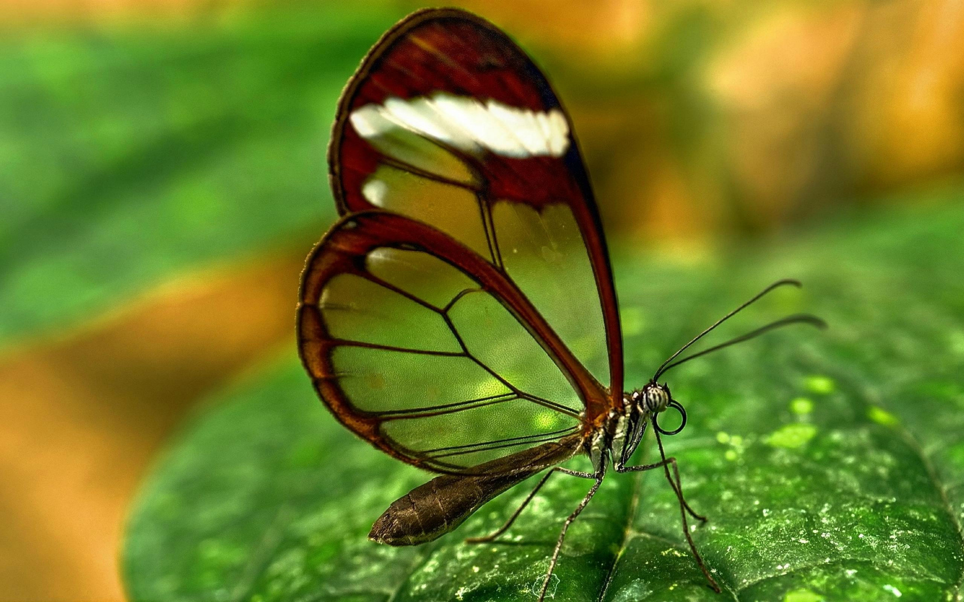 Baixe gratuitamente a imagem Animais, Borboleta na área de trabalho do seu PC