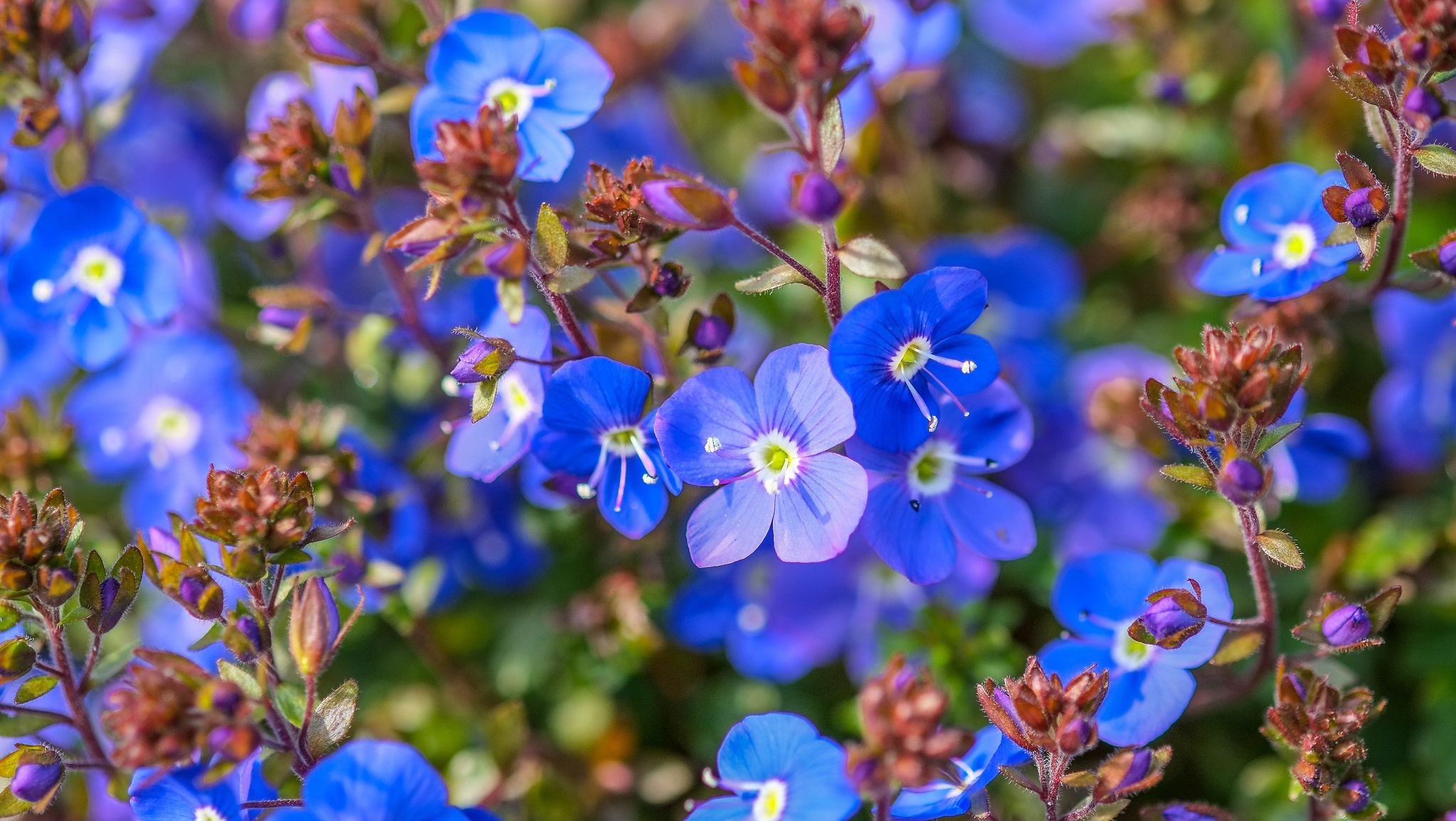 Téléchargez gratuitement l'image Fleurs, Fleur, La Nature, Terre/nature, Fleur Bleue sur le bureau de votre PC