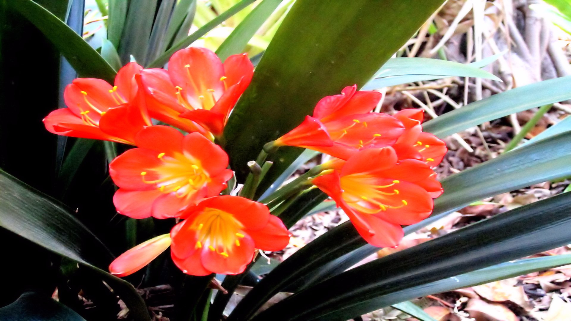 Descarga gratuita de fondo de pantalla para móvil de Flores, Flor, Tierra/naturaleza.