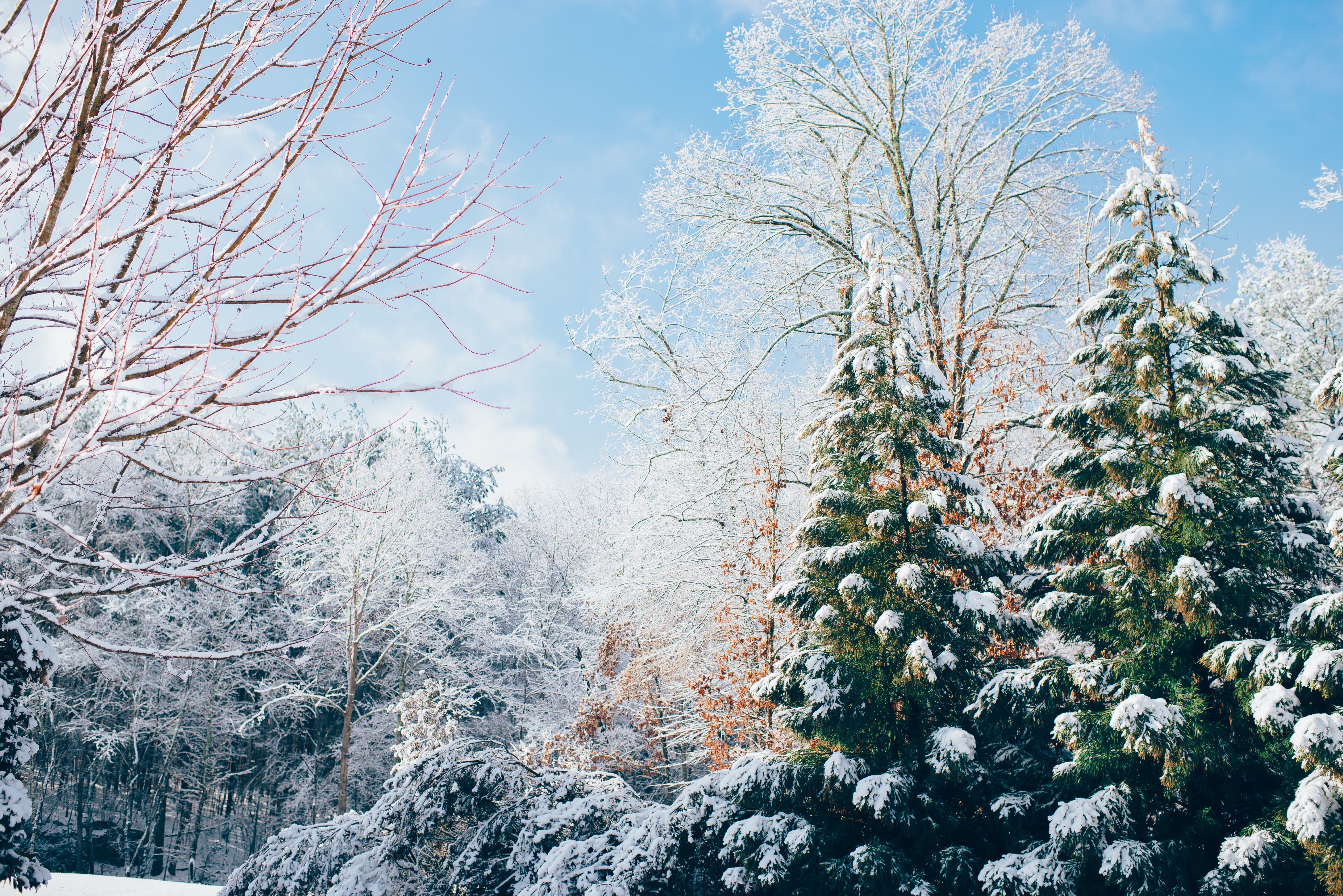 78636 скачать картинку зима, природа, снег, лес, ели - обои и заставки бесплатно