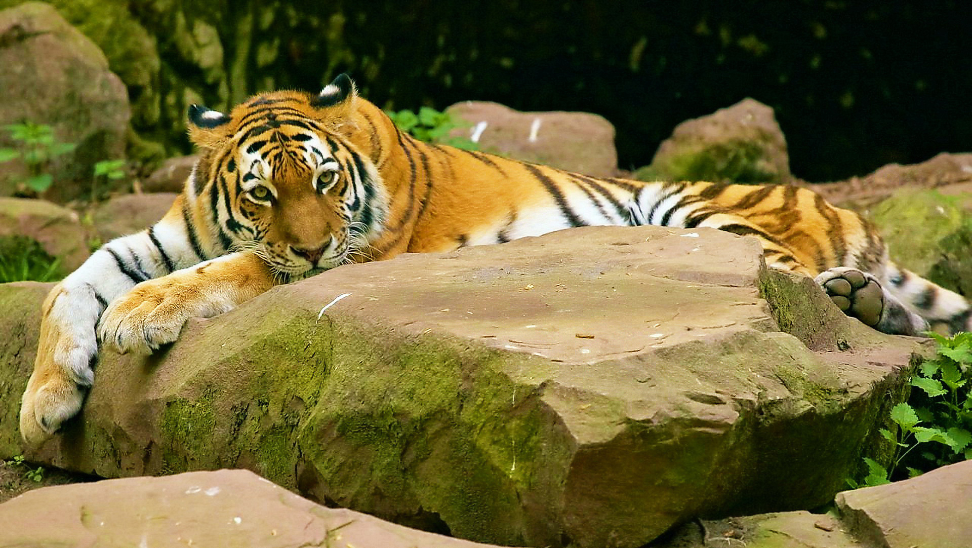 Téléchargez des papiers peints mobile Animaux, Chats, Tigre gratuitement.