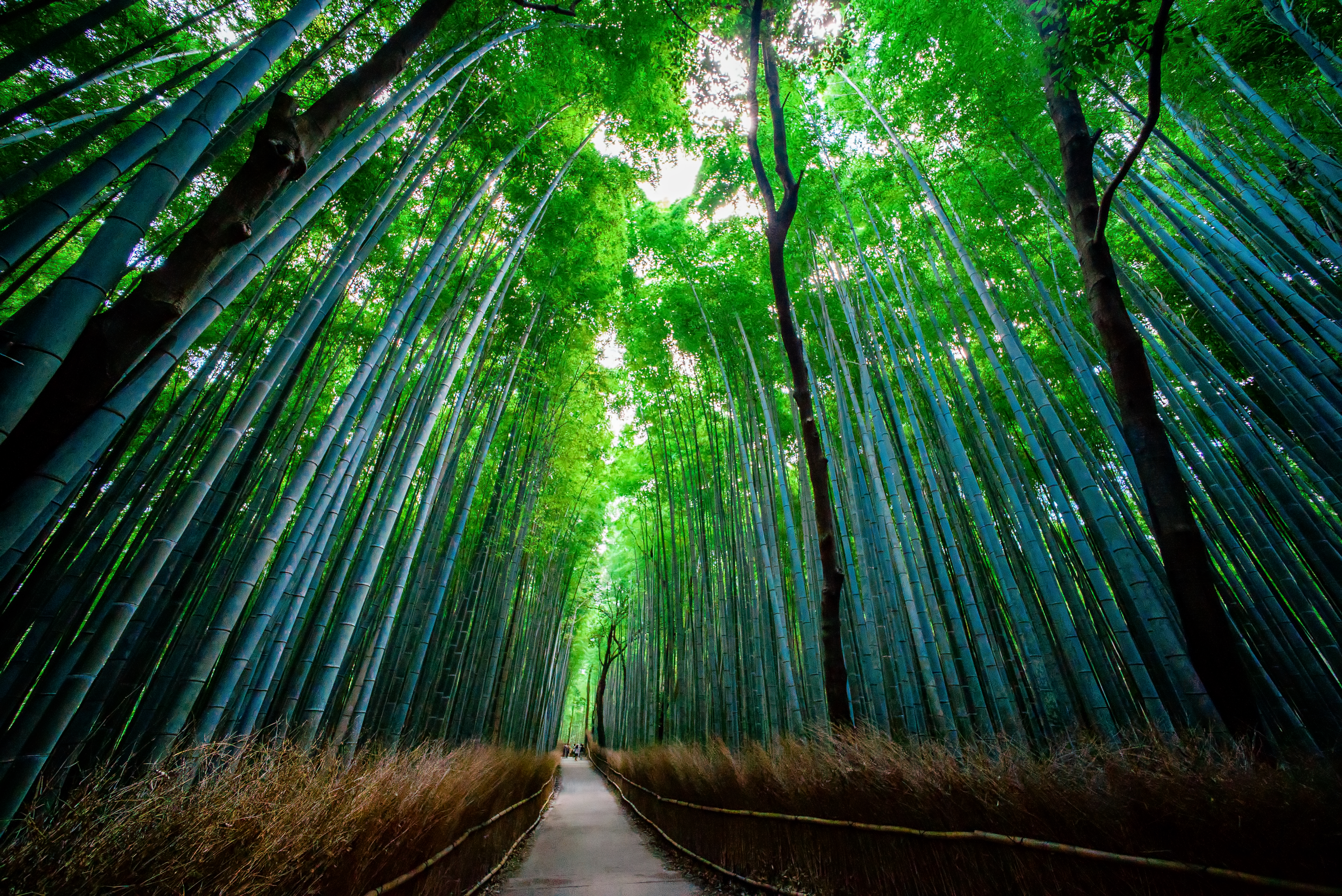 129449 скачать обои бамбук, природа, деревья, вид снизу, лес - заставки и картинки бесплатно