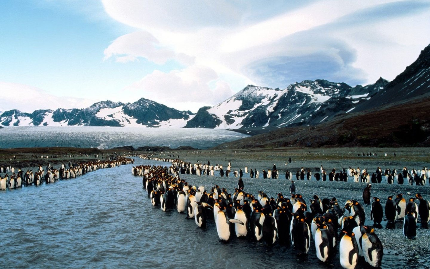 Baixe gratuitamente a imagem Animais, Aves, Pássaro, Pinguim na área de trabalho do seu PC