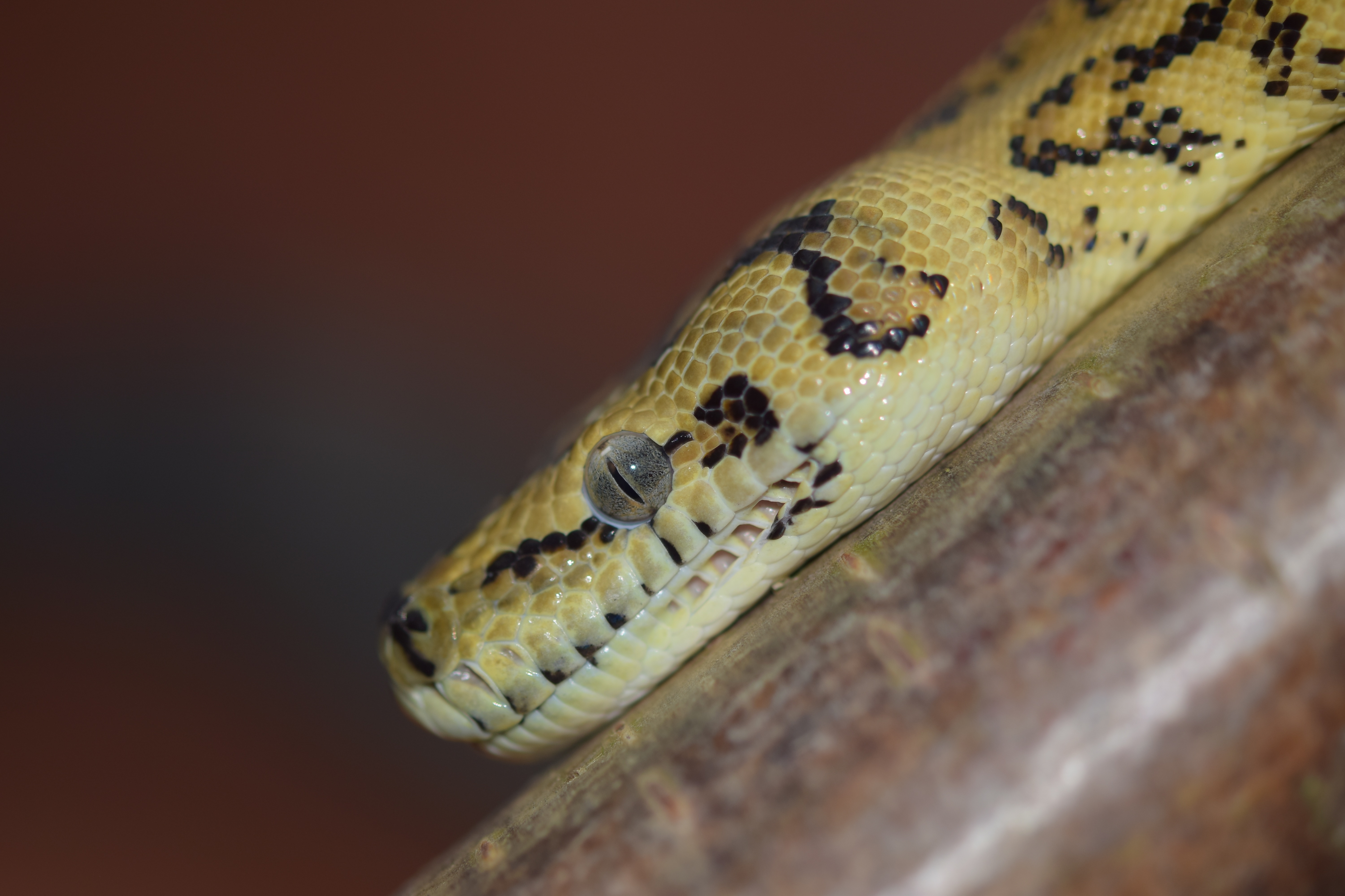 Download mobile wallpaper Close Up, Animal, Reptile, Snake, Reptiles, Eye, Python for free.