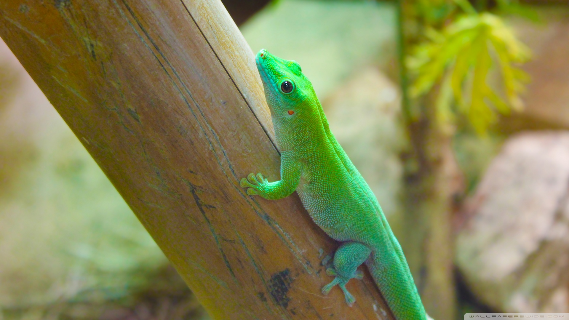 Téléchargez gratuitement l'image Animaux, Lézard, Reptiles sur le bureau de votre PC