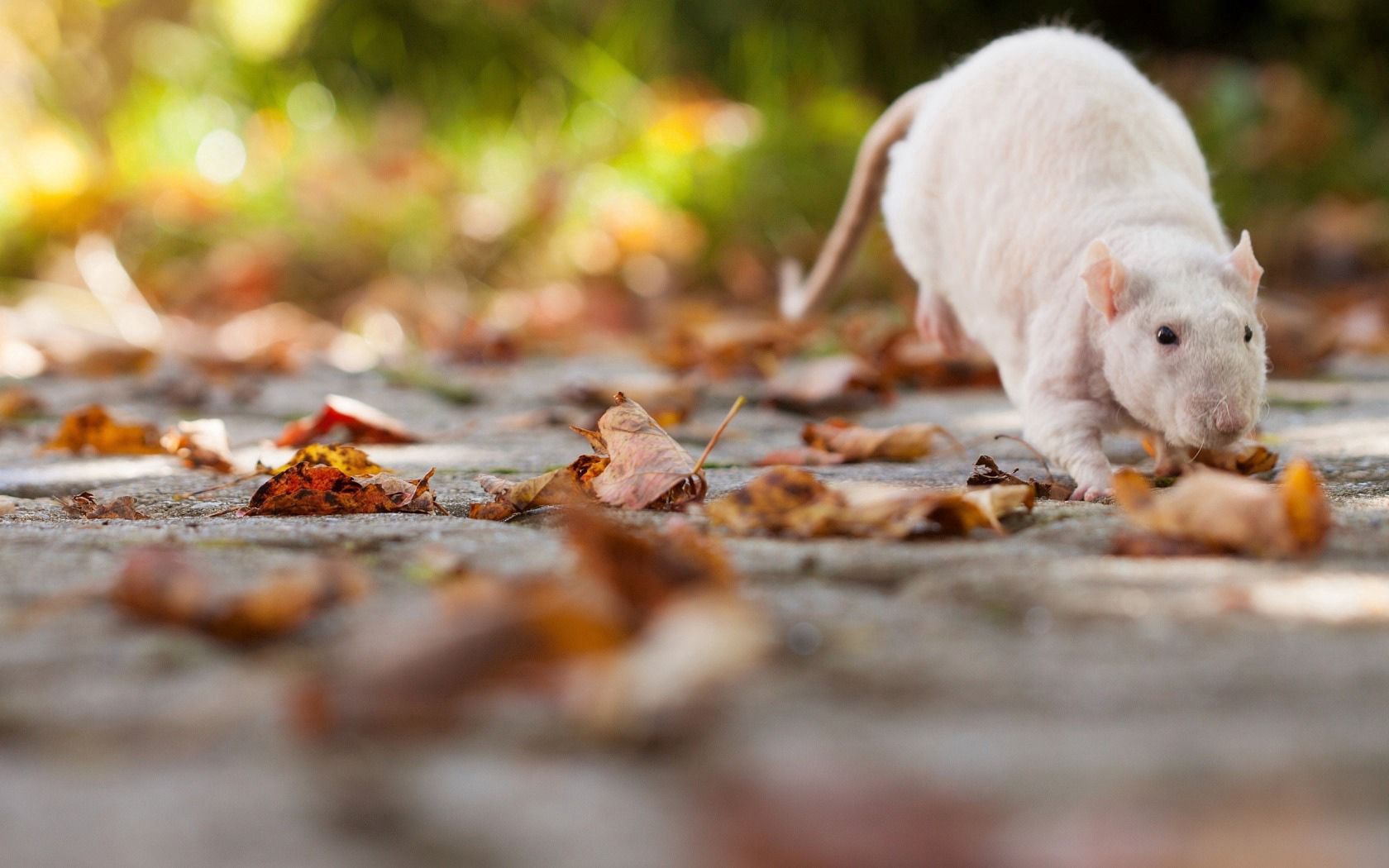 Laden Sie das Tiere, Laub, Ratte, Herbst-Bild kostenlos auf Ihren PC-Desktop herunter