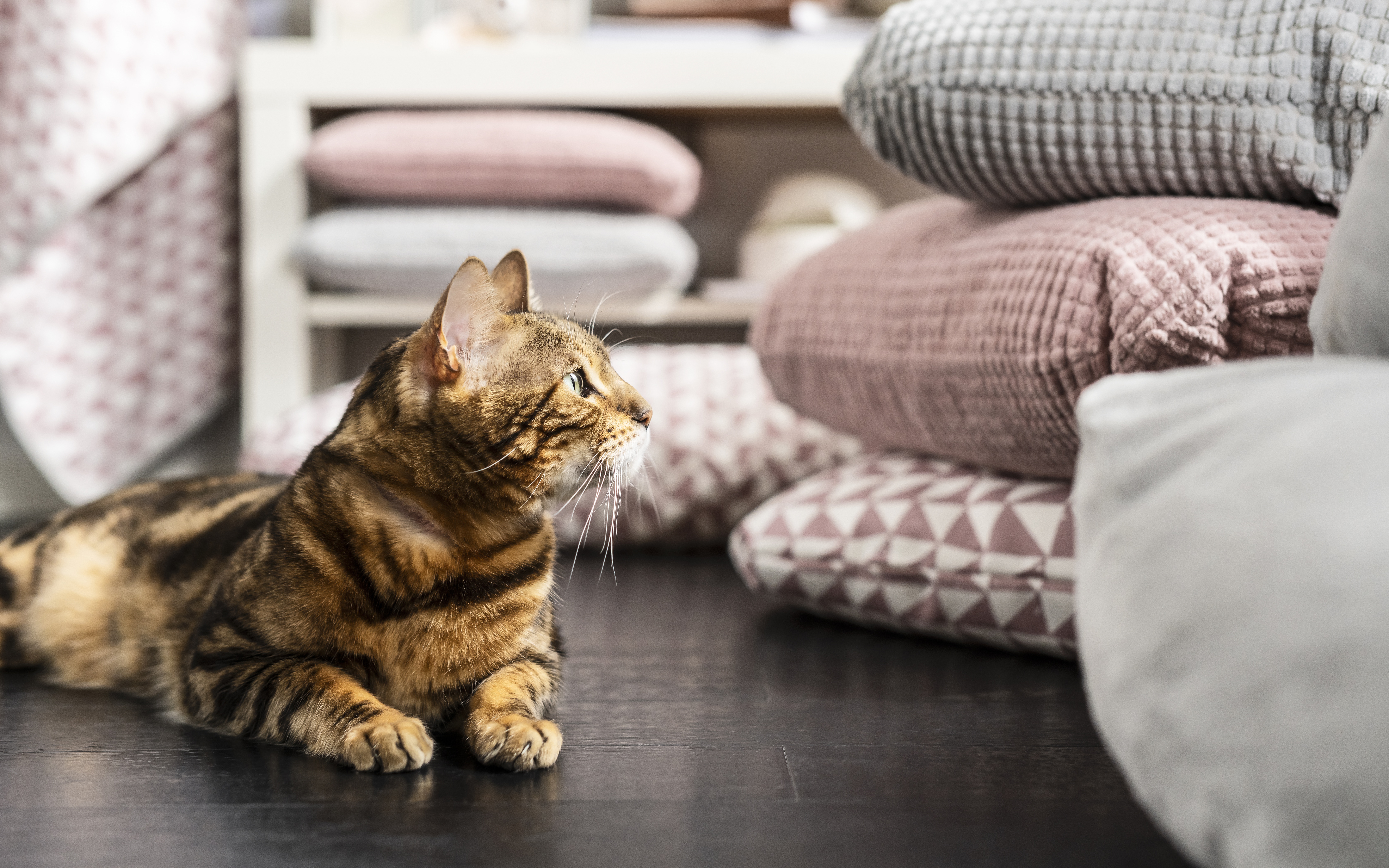 Baixe gratuitamente a imagem Animais, Gatos, Gato na área de trabalho do seu PC