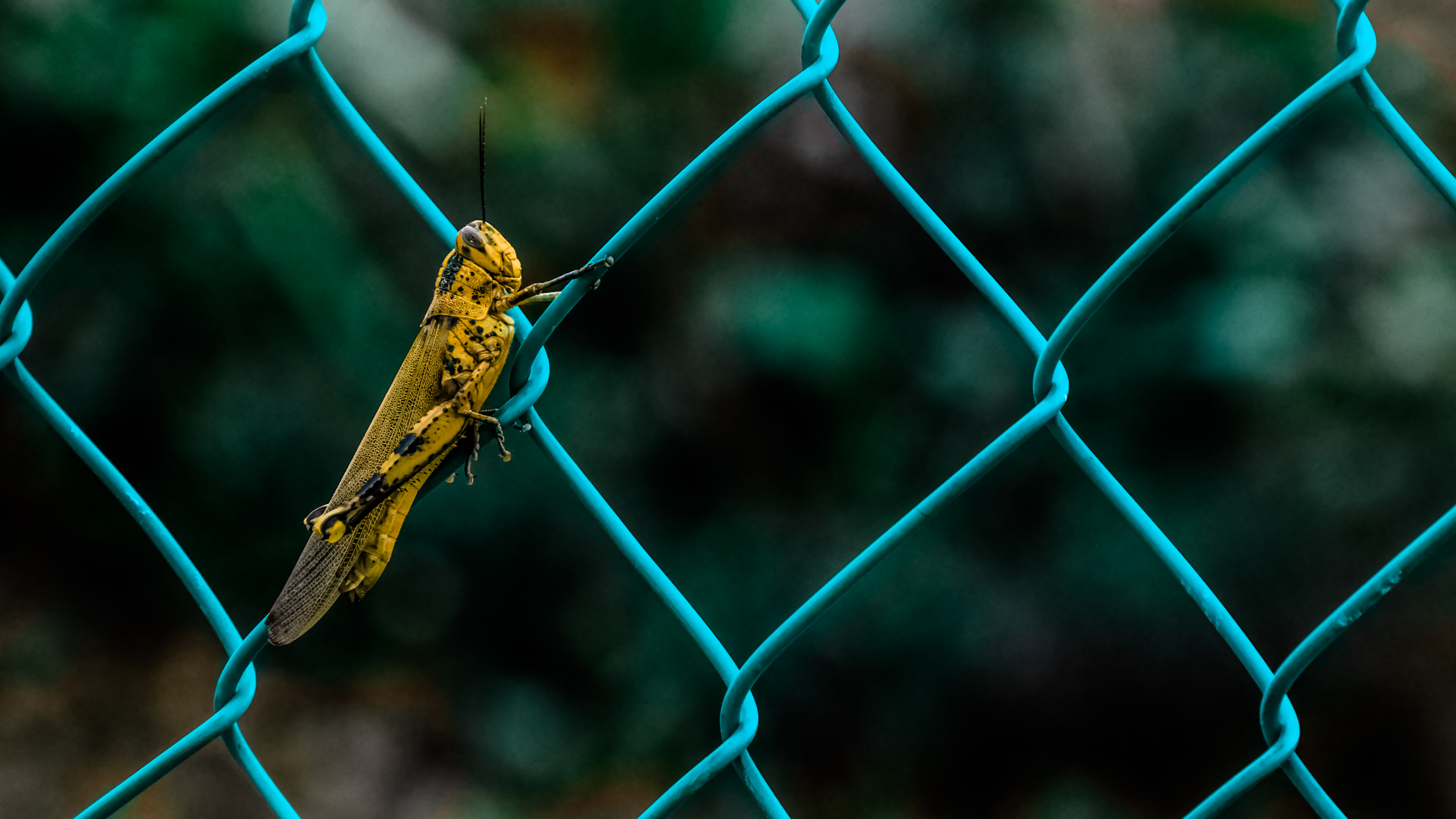 insect, animals, grid, fence, grasshopper HD wallpaper