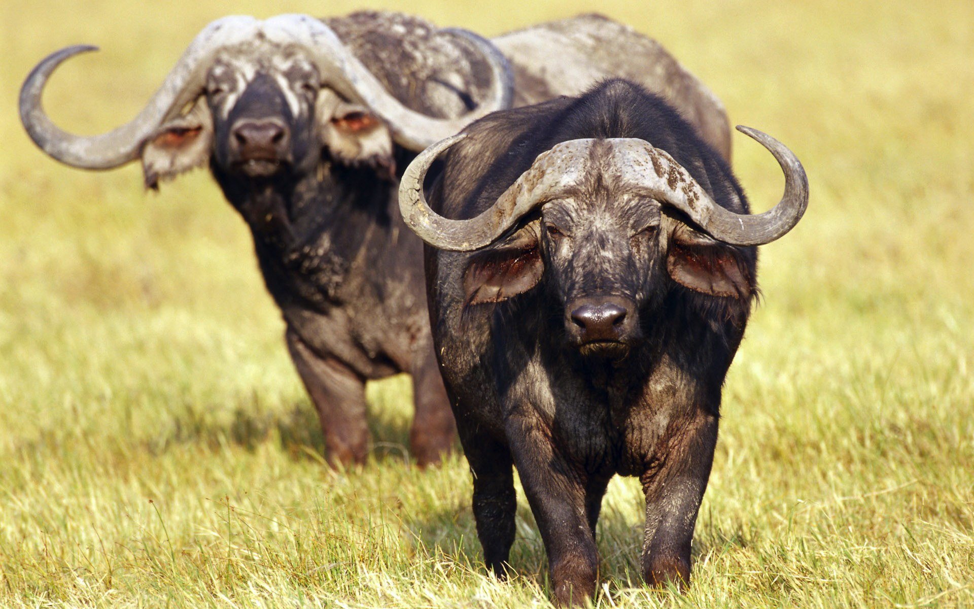 760157 descargar imagen animales, búfalo africano, búfalo: fondos de pantalla y protectores de pantalla gratis