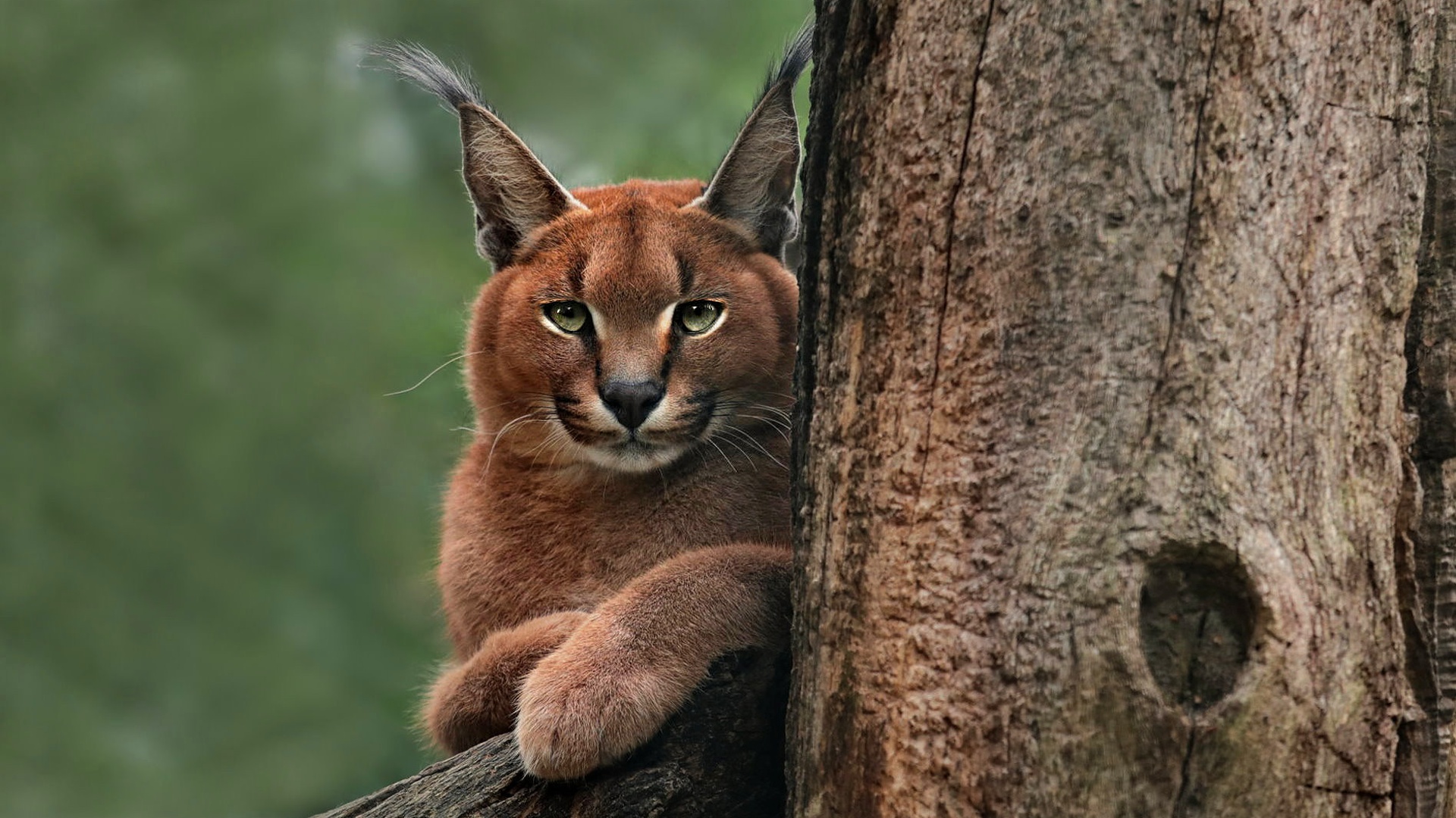 Download mobile wallpaper Cats, Animal, Caracal for free.
