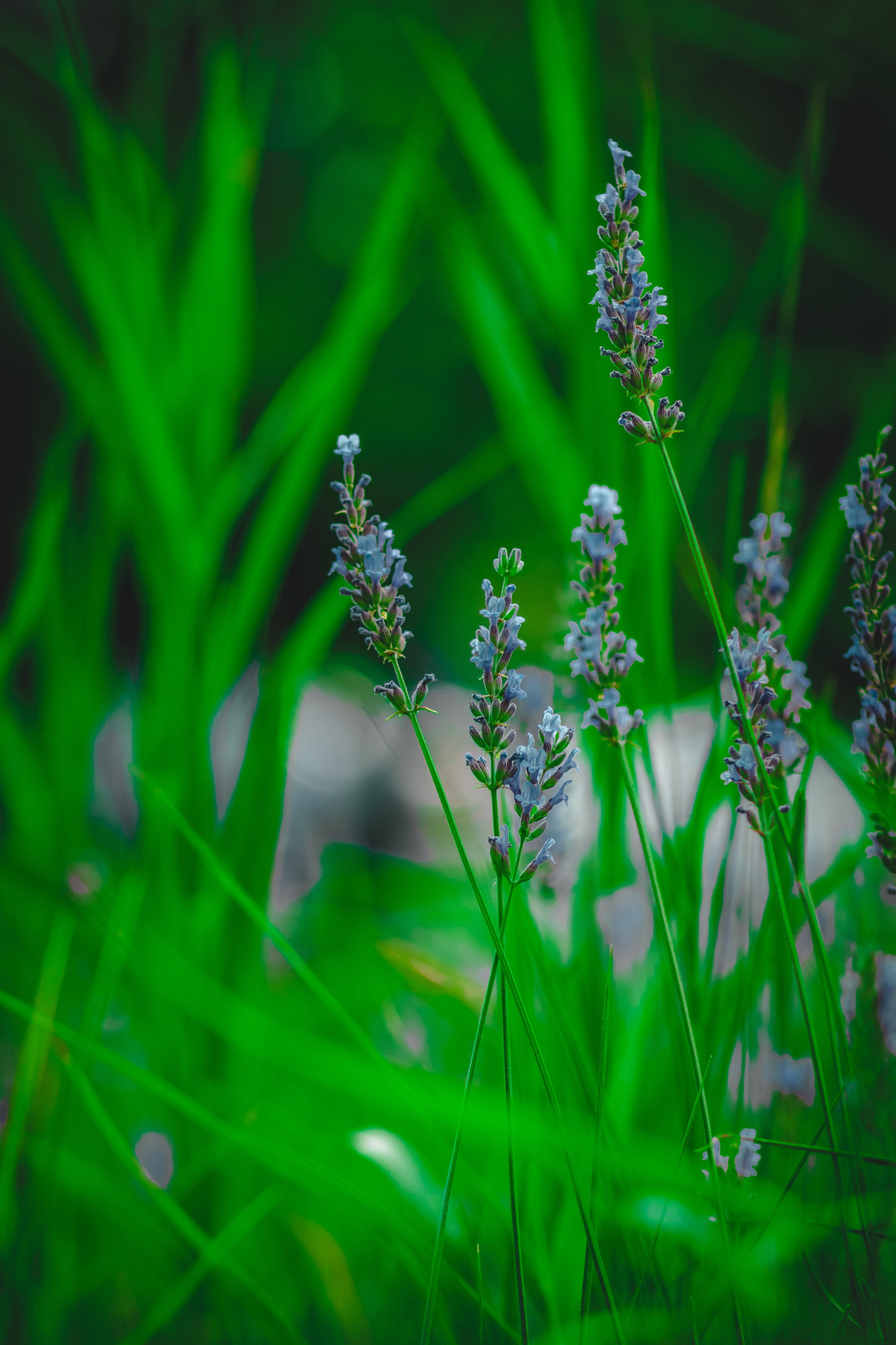 grass, flower, macro, lavender HD wallpaper