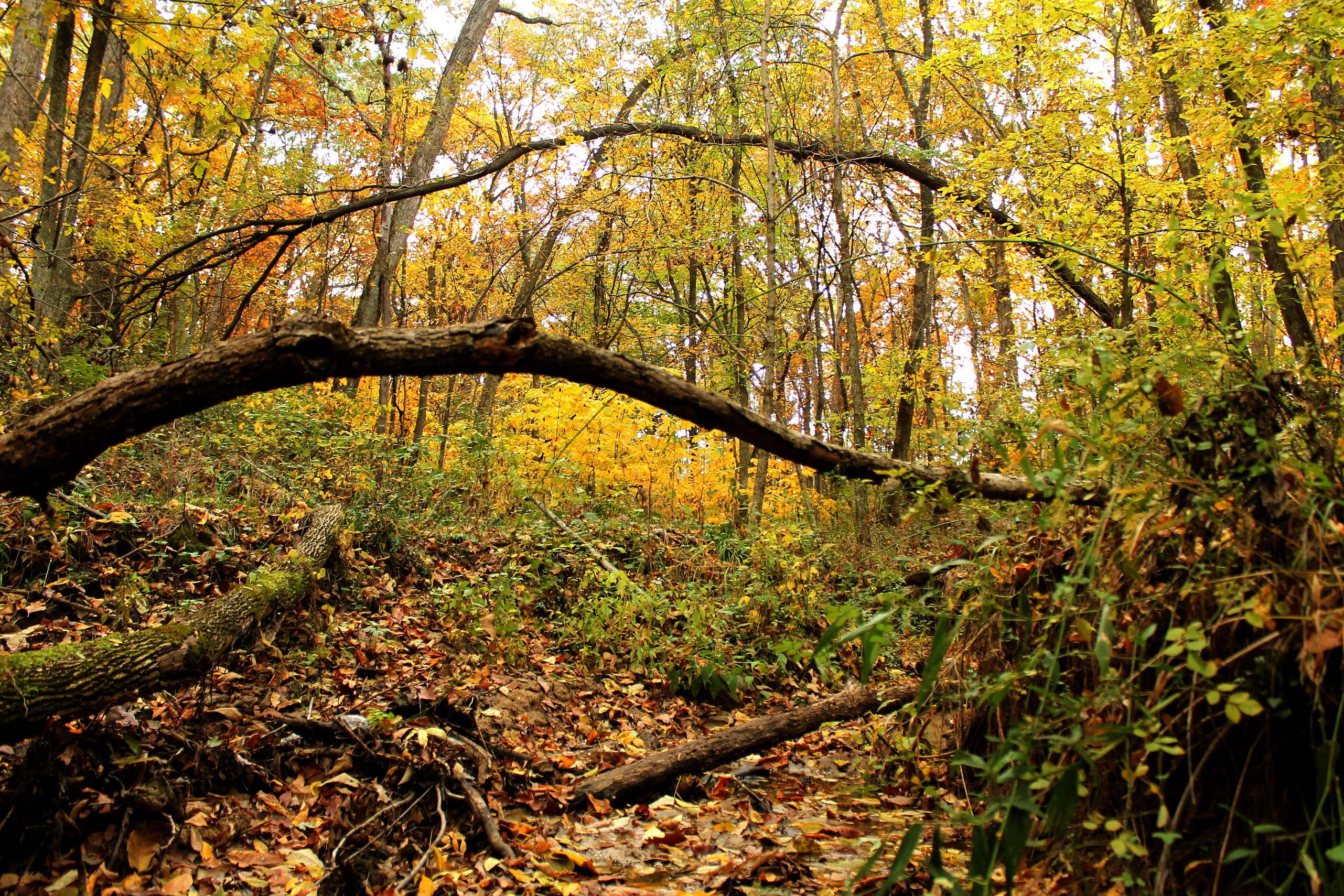 Скачать картинку Осень, Лес, Древесина, Земля/природа в телефон бесплатно.
