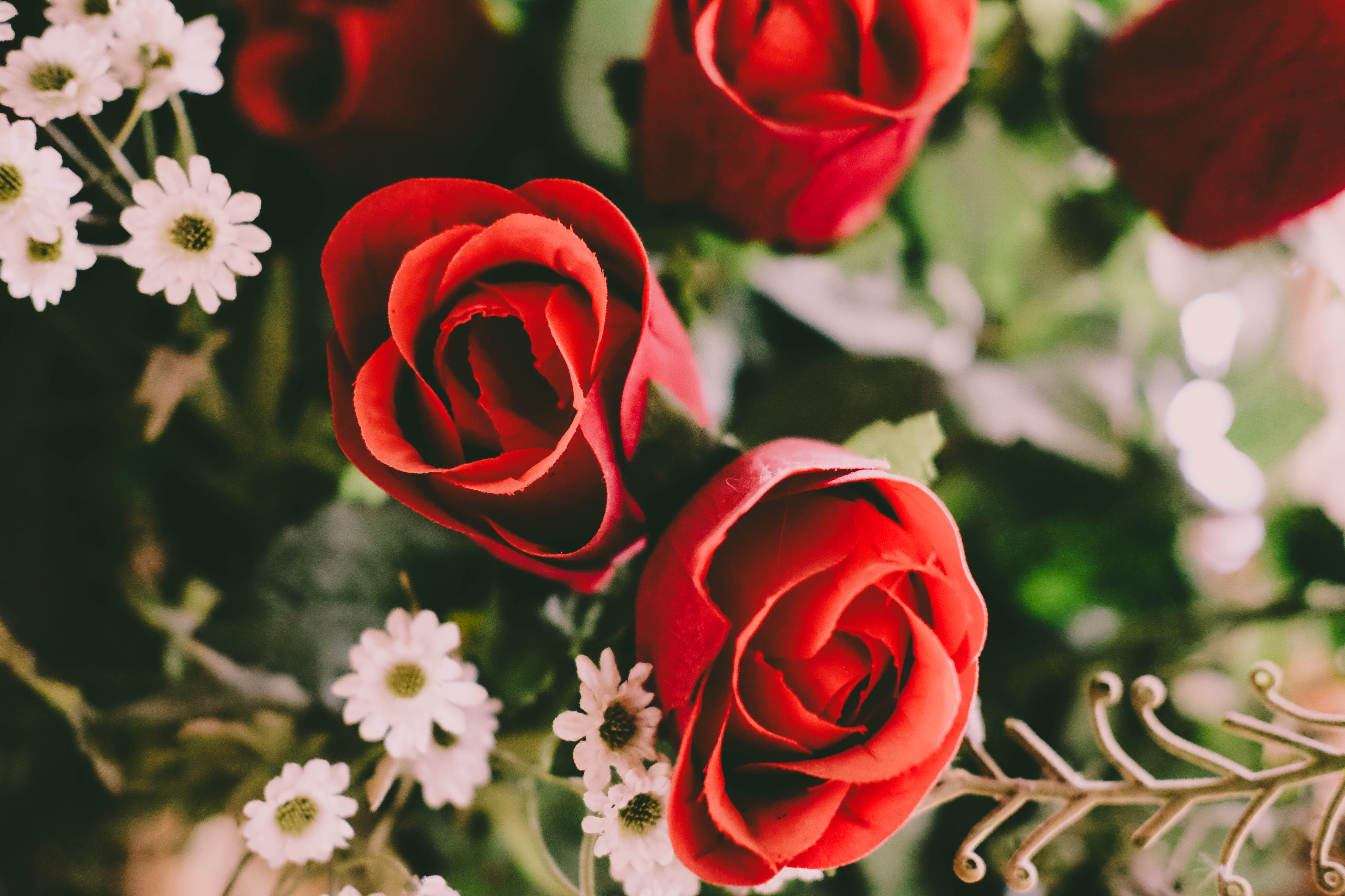 Laden Sie das Natur, Blumen, Blume, Rose, Rote Rose, Rote Blume, Erde/natur-Bild kostenlos auf Ihren PC-Desktop herunter