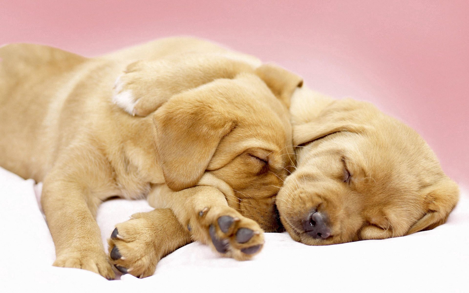 cute, animals, sleep, dream, labradors, puppies Full HD
