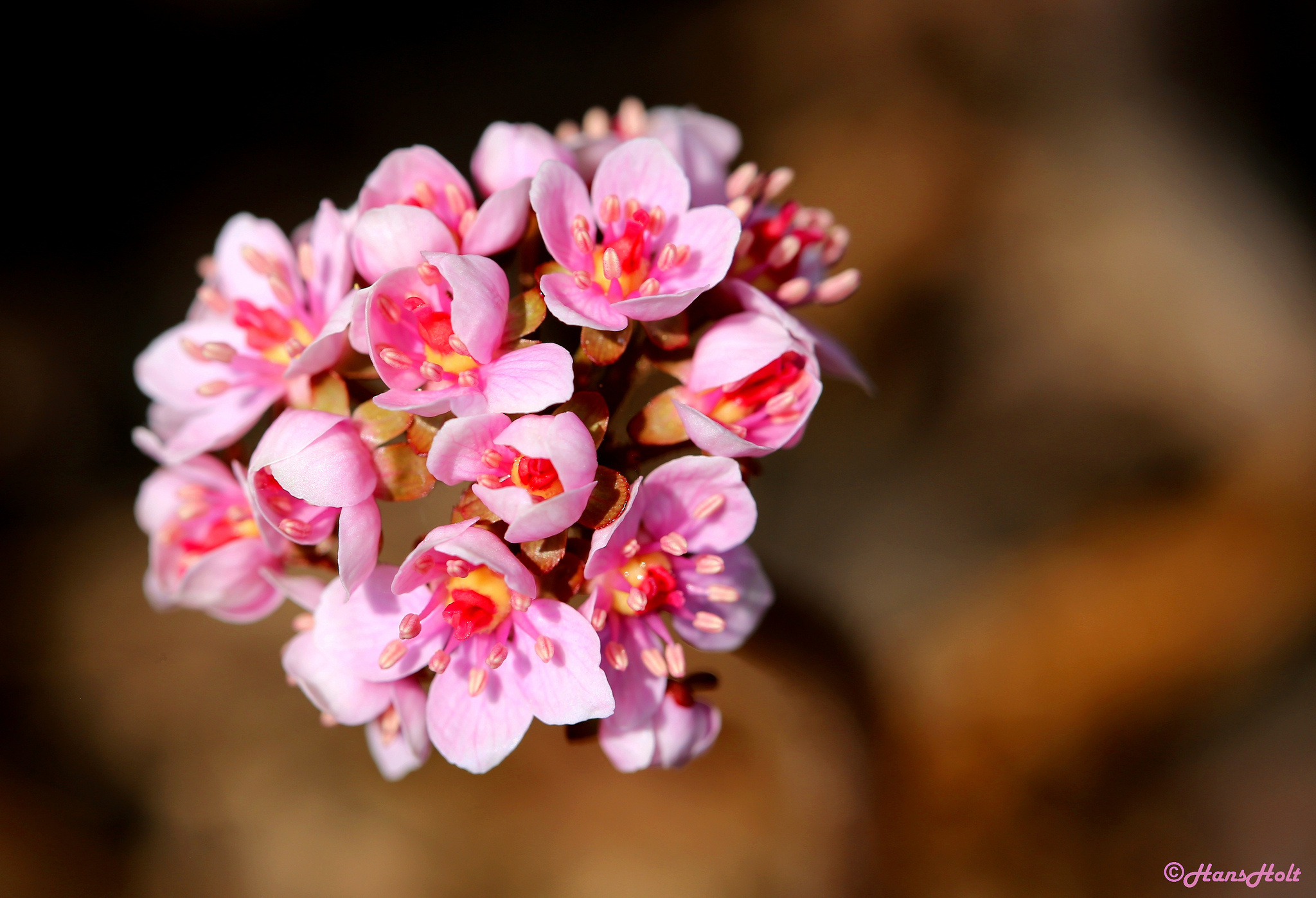 Download mobile wallpaper Flowers, Earth, Blossom for free.