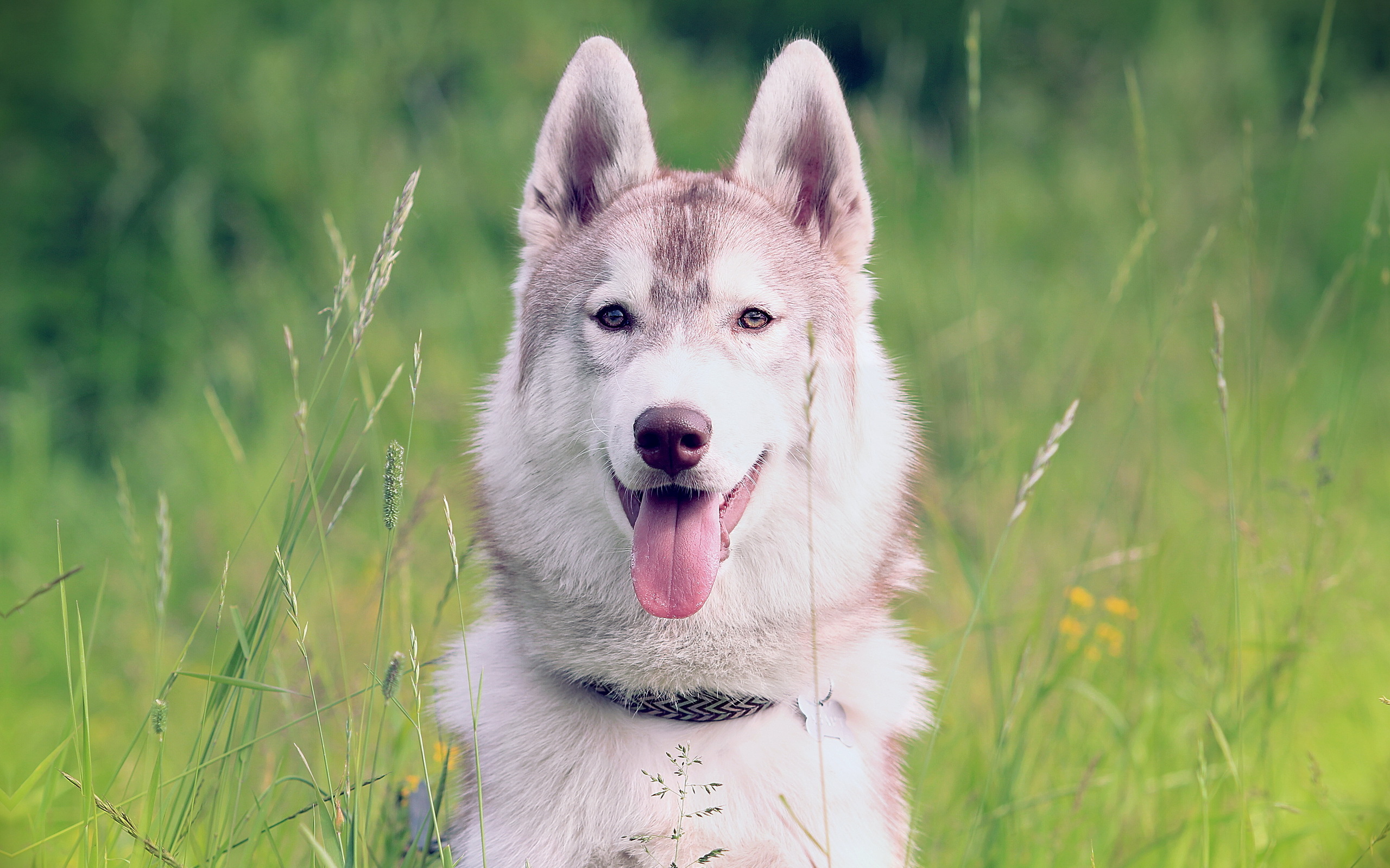 PCデスクトップに動物, 犬画像を無料でダウンロード