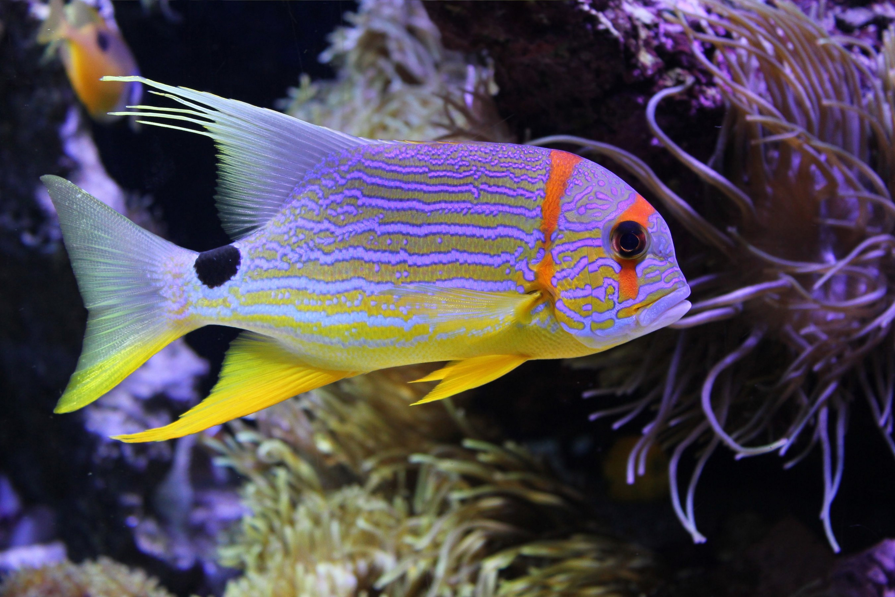 Laden Sie das Tiere, Fische, Koralle, Bunt, Fisch, Unterwasser-Bild kostenlos auf Ihren PC-Desktop herunter