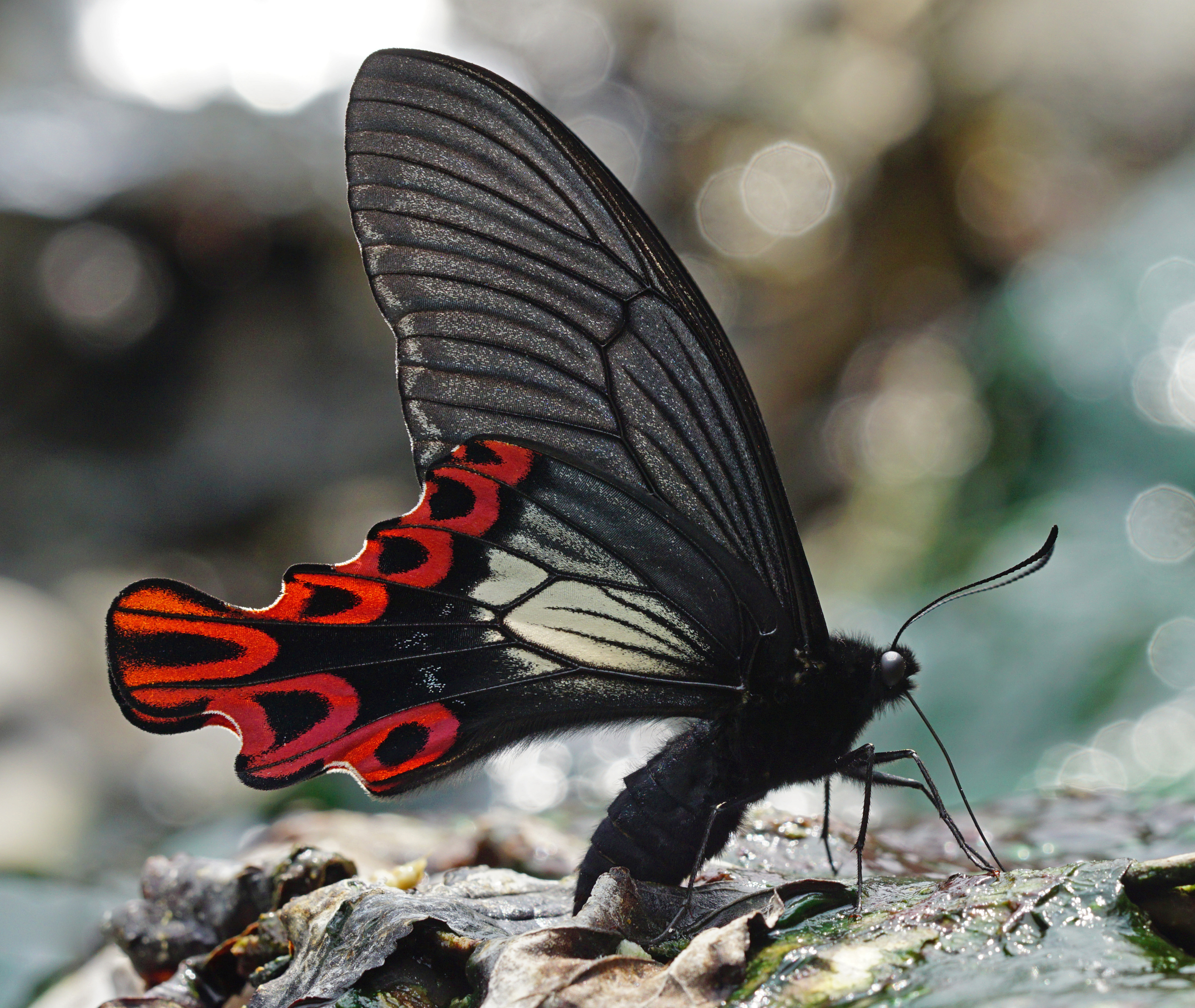 Téléchargez des papiers peints mobile Animaux, Insectes, Papillon, Machaon, Papilio Maraho Machaon gratuitement.