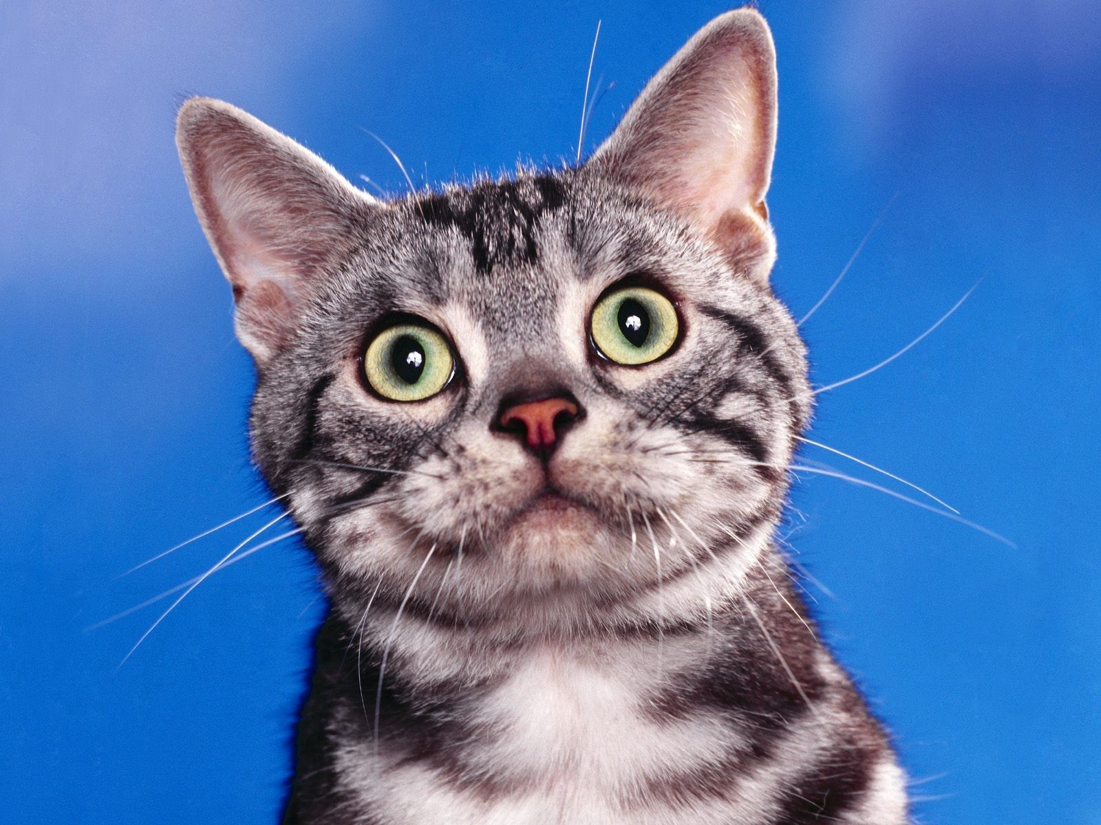 striped, animals, cat, muzzle, sight, opinion Smartphone Background