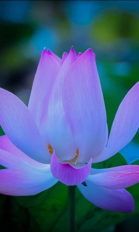 Descarga gratuita de fondo de pantalla para móvil de Flores, Loto, Tierra/naturaleza.