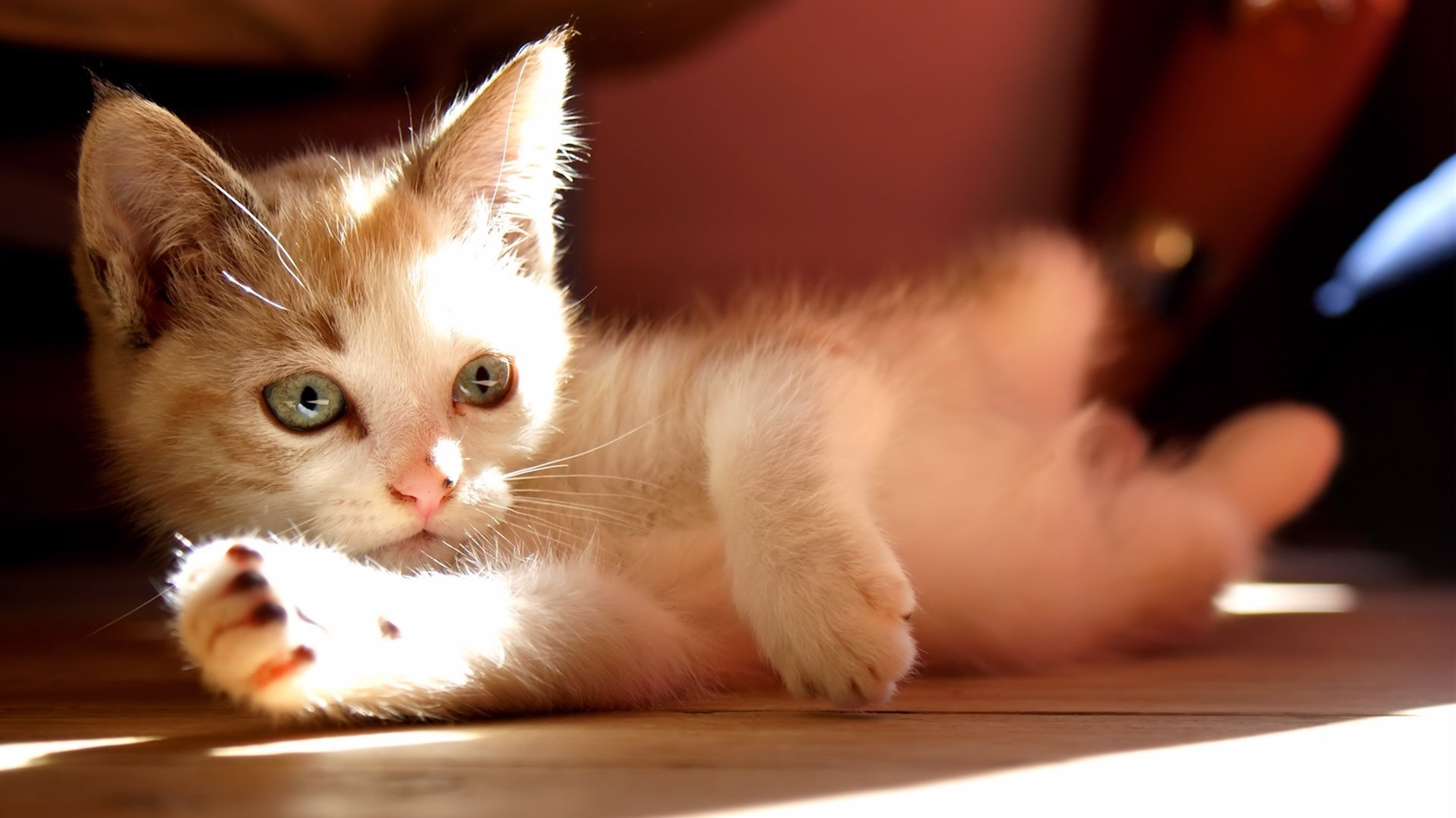 無料モバイル壁紙動物, ネコ, 猫をダウンロードします。