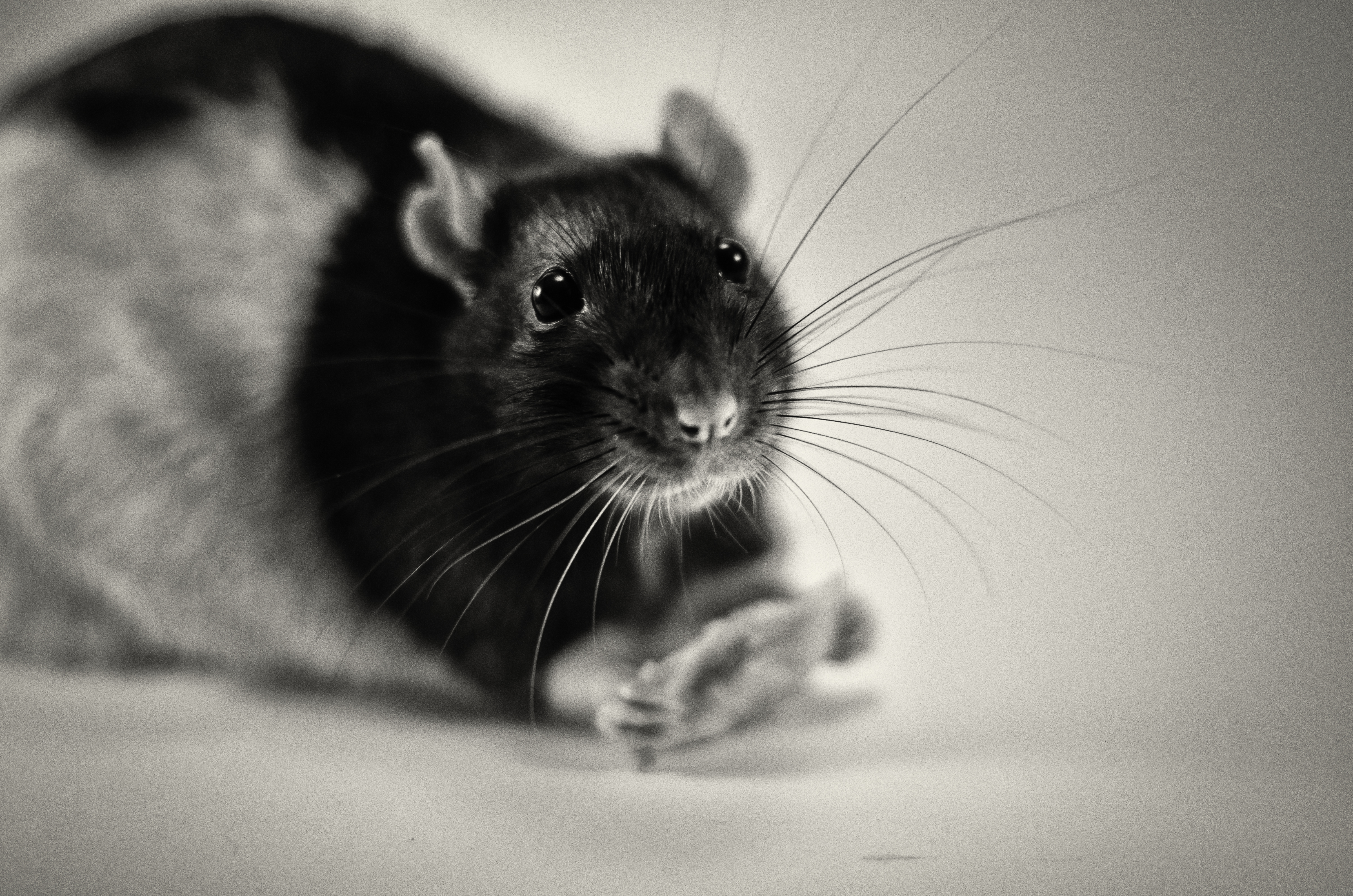 rat, animal, black & white, rodent