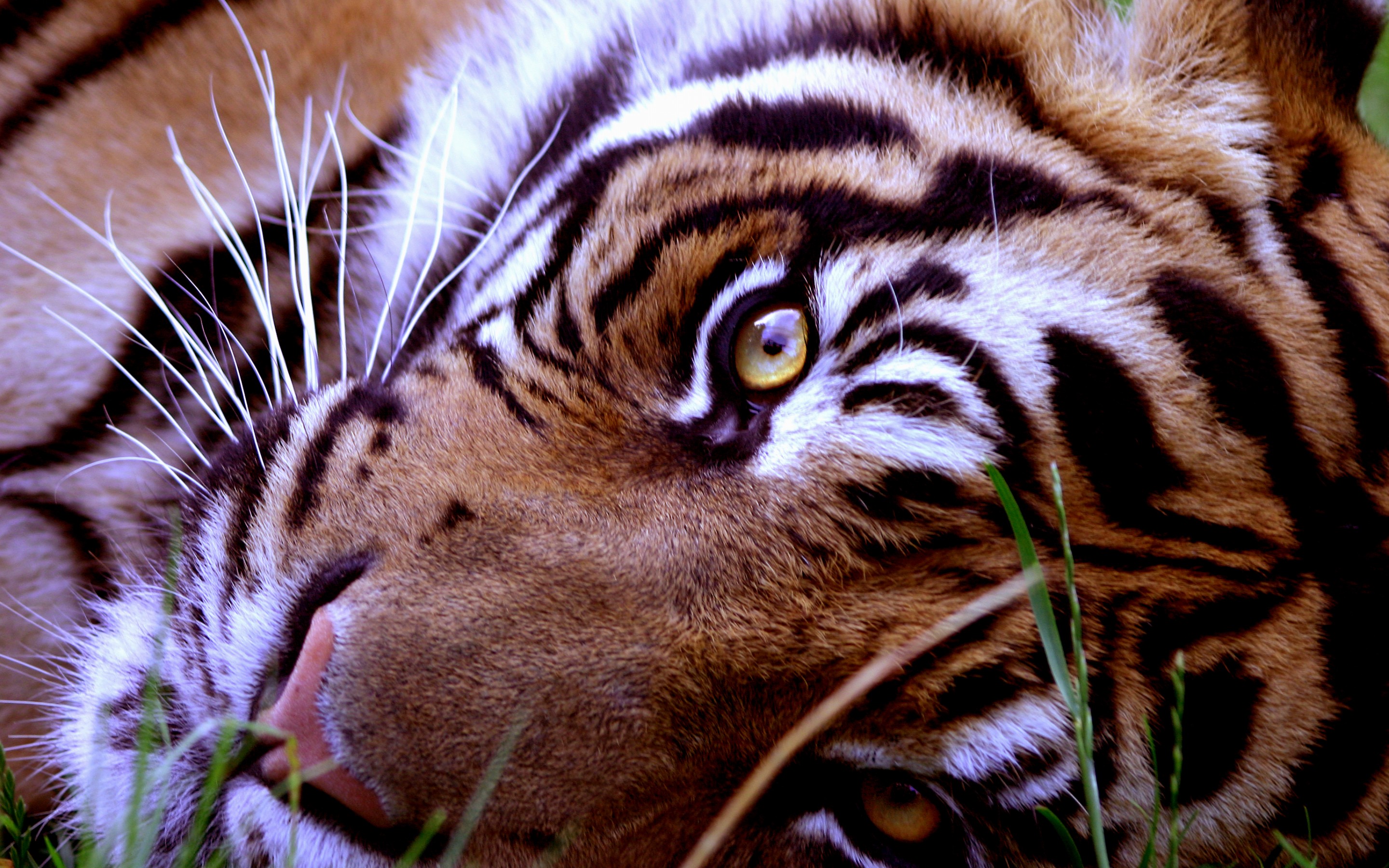 Descarga gratuita de fondo de pantalla para móvil de Animales, Gatos, Tigre.