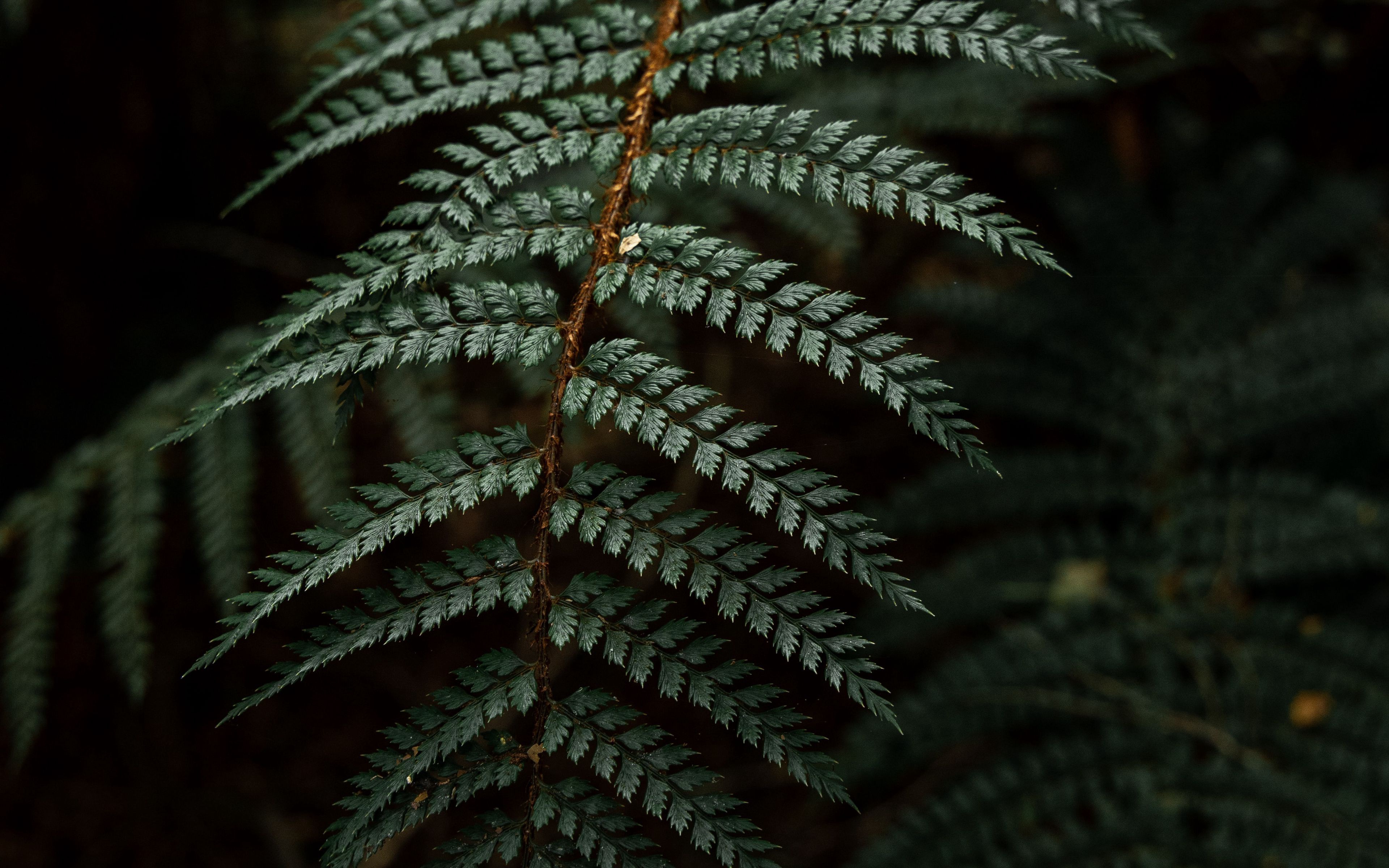 Download mobile wallpaper Plant, Fern, Leaf, Earth for free.