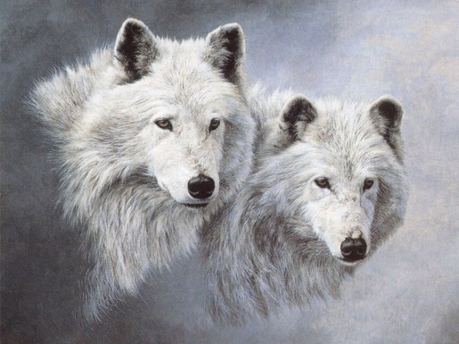 animals, wolfs, gray HD wallpaper