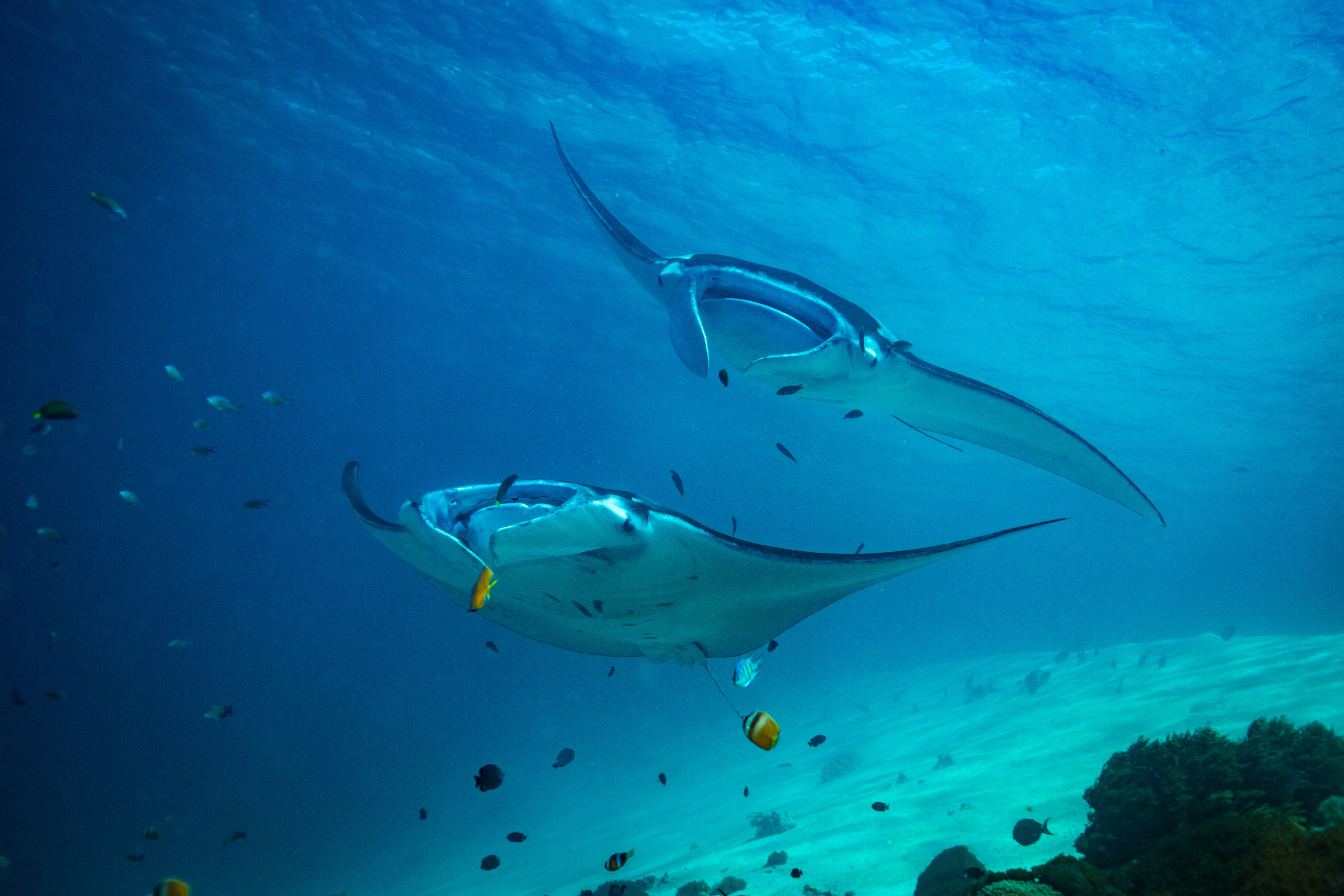 888204 descargar imagen animales, manta raya, vida marina, submarina: fondos de pantalla y protectores de pantalla gratis