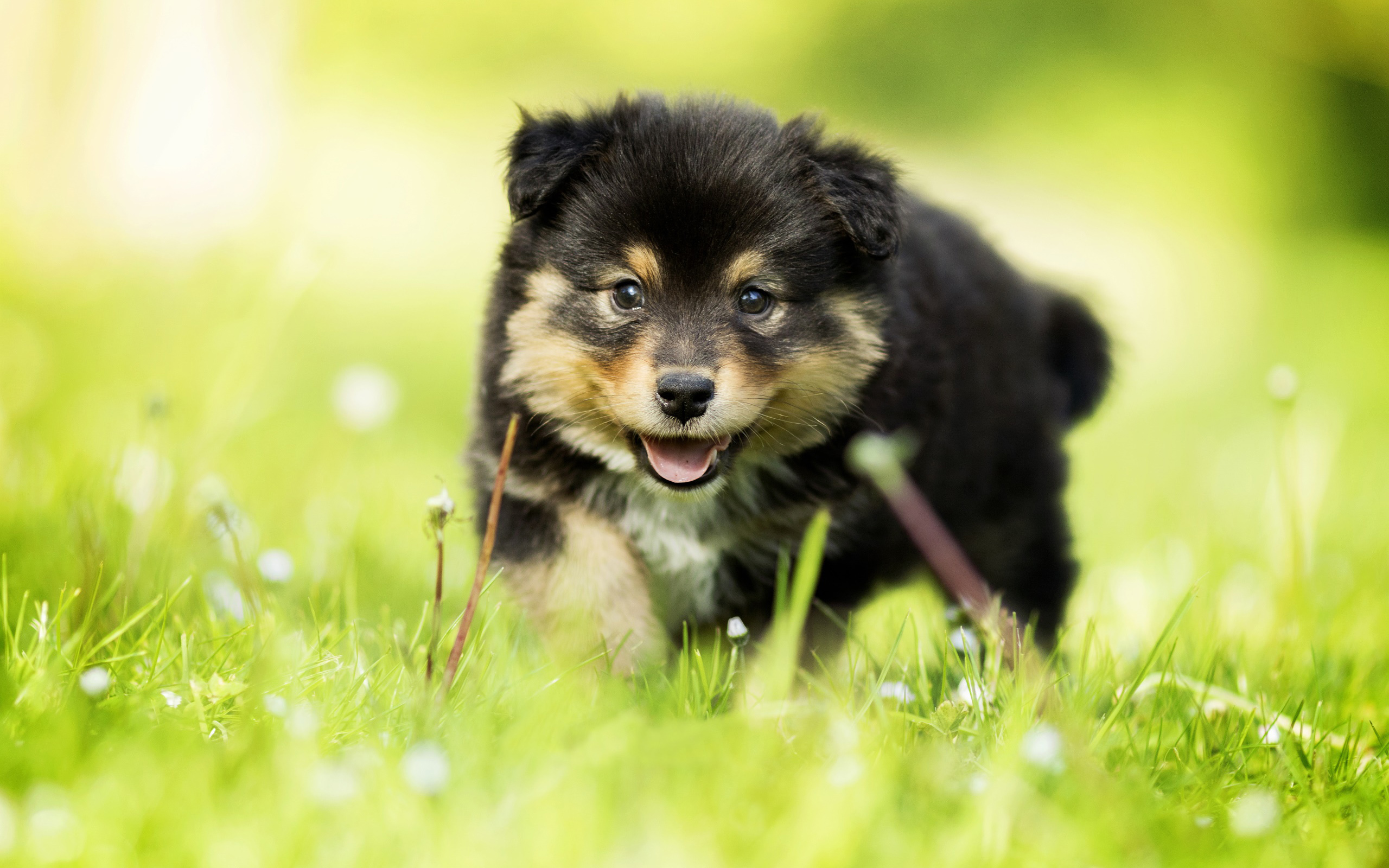 Download mobile wallpaper Dogs, Dog, Animal, Puppy, Finnish Lapphund for free.